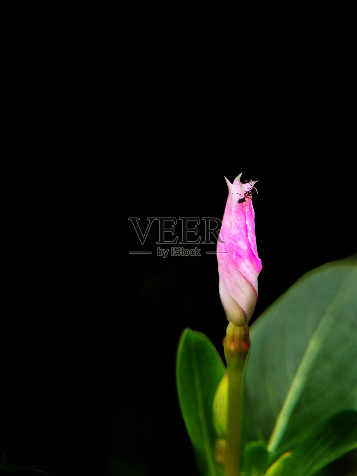 马达加斯加长春花的选择性聚焦隔离在黑色背景与复制空间照片摄影图片