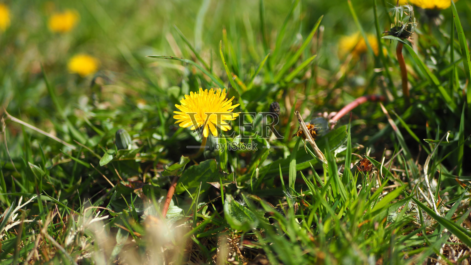 野生草地上的蒲公英照片摄影图片