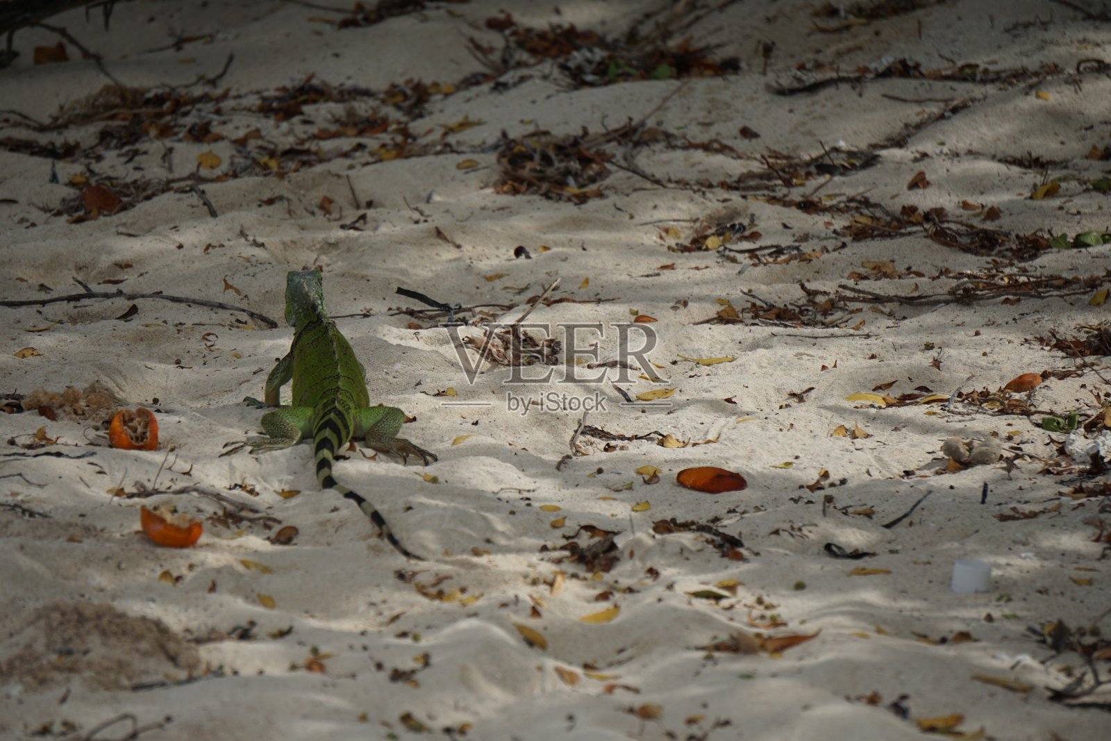 沙滩上的鬣蜥照片摄影图片