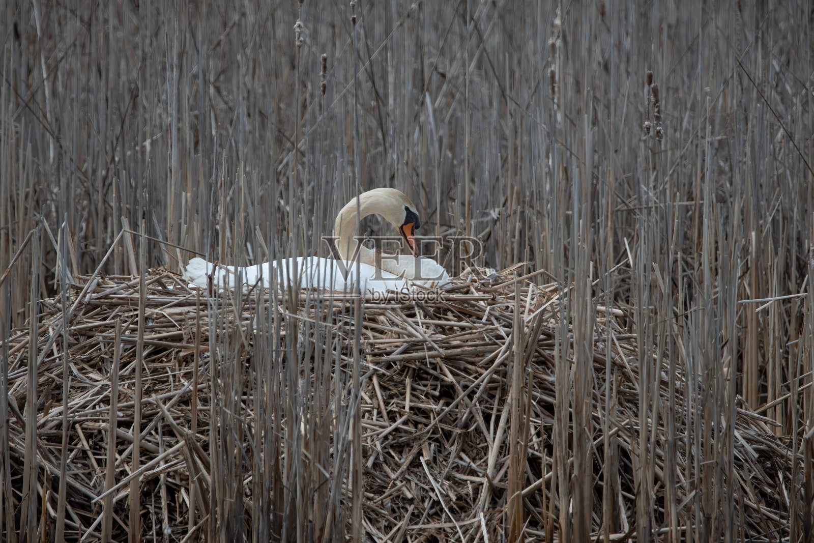 沉默的天鹅坐在芦苇巢上。照片摄影图片