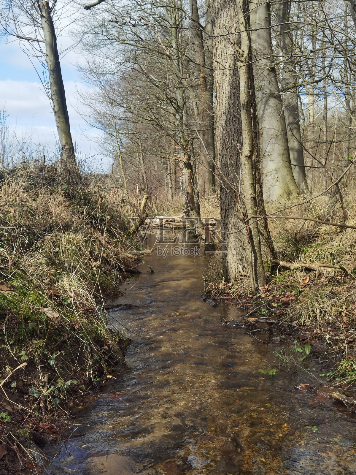 春天在汉堡周围拍摄的自然照片照片摄影图片