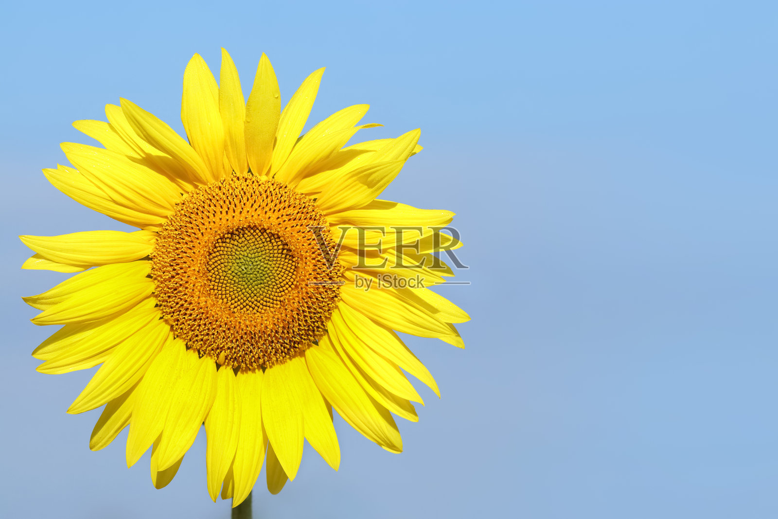 黄色的大花。向日葵地里的向日葵花。向日葵在明亮的天空背景下绽放。晴空万里。黄色向日葵特写。副本的空间。有机农业。夏天的背景。照片摄影图片