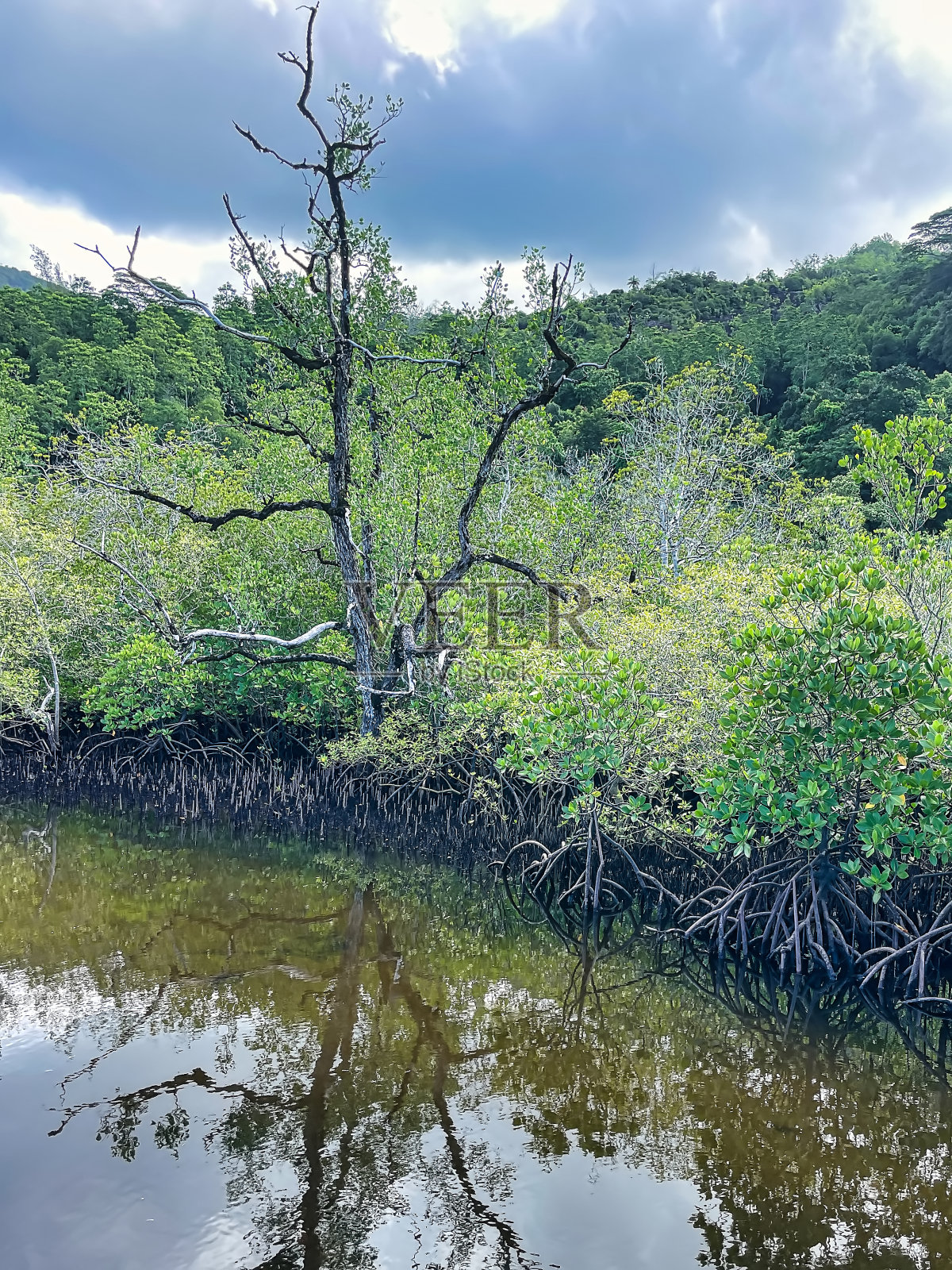 芒果树,塞舌尔群岛。照片摄影图片