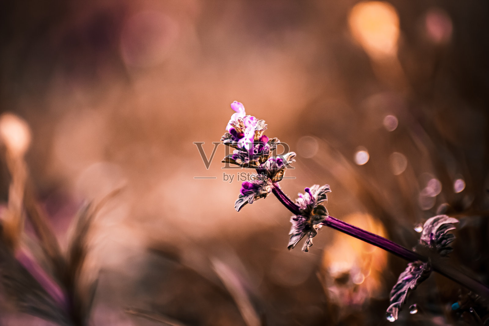 粉红色的花照片摄影图片