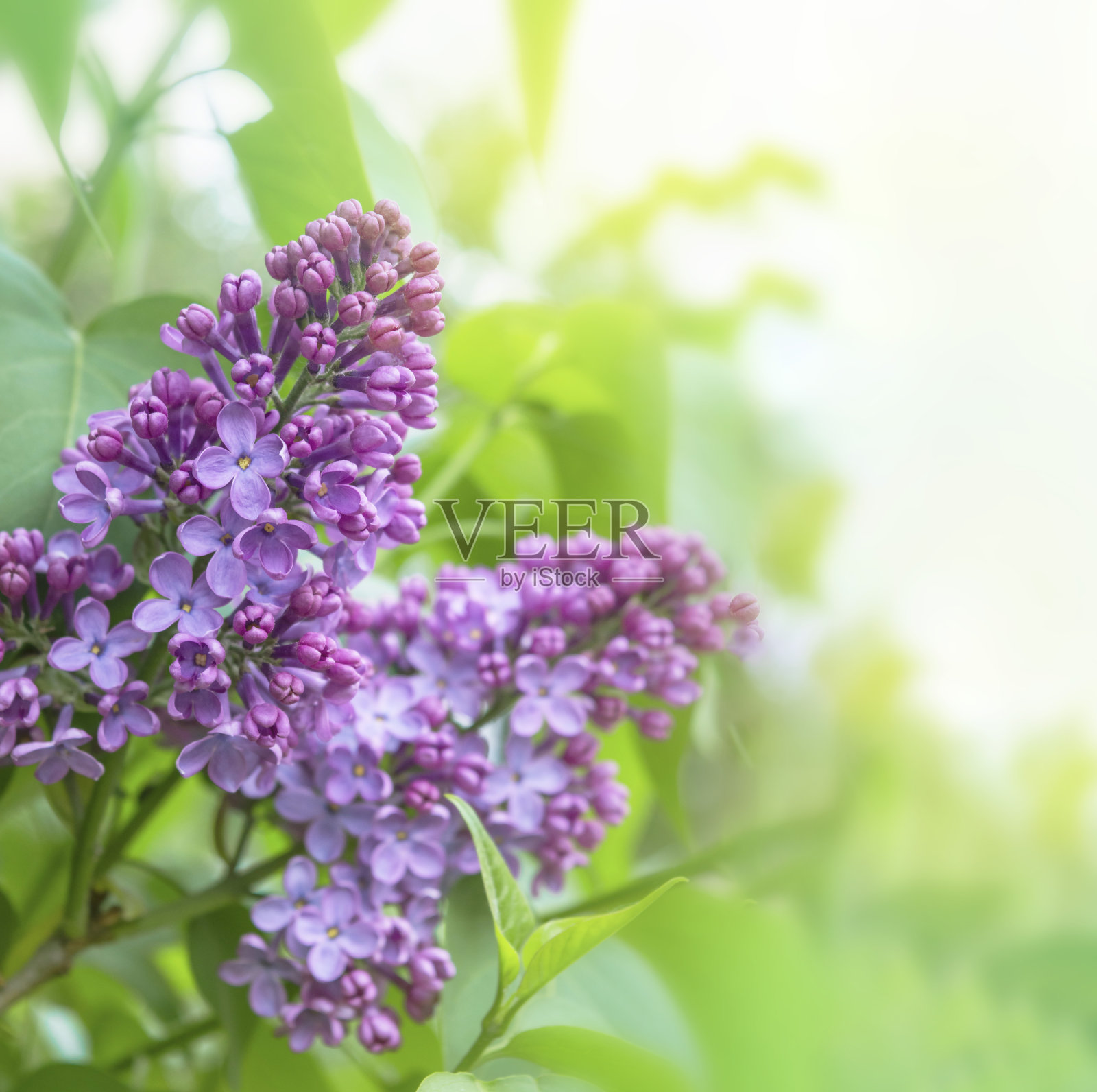 丁香花枝上绿油油的背景,自然是春天的背景。淡紫色的花朵。阳光明媚的一天在花园里。早....照片摄影图片