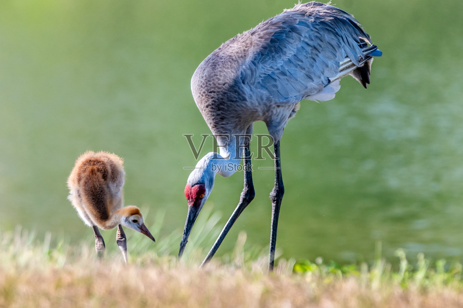 沙丘鹤带着宝宝照片摄影图片