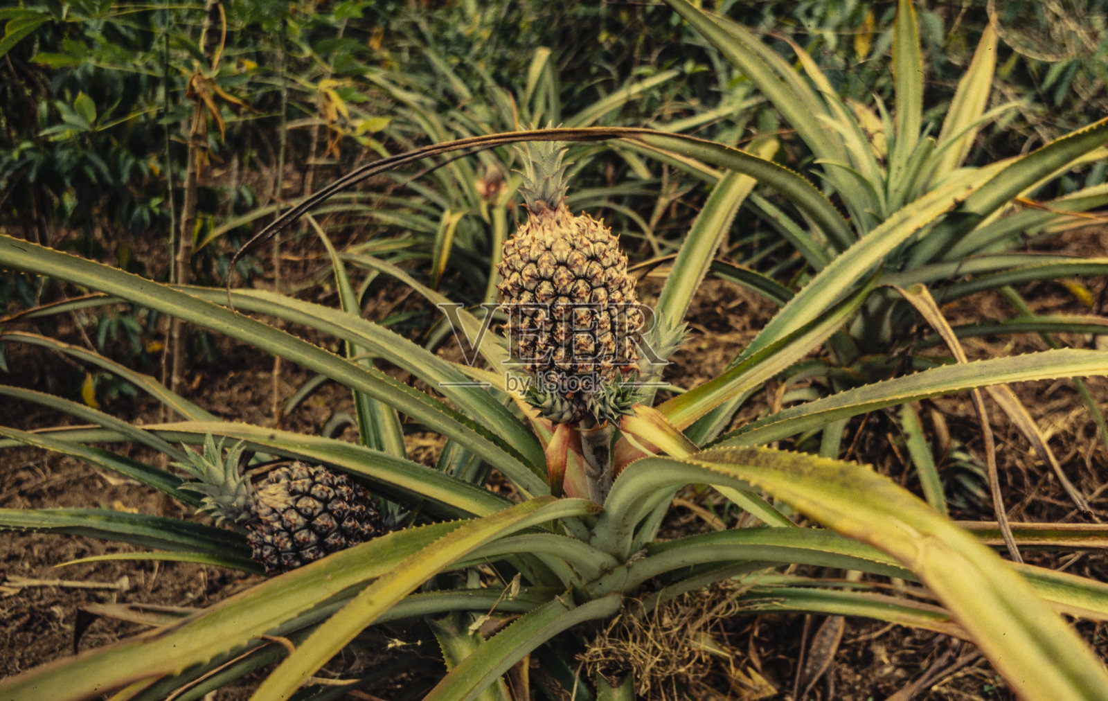 成熟的菠萝生长在花园里。照片摄影图片