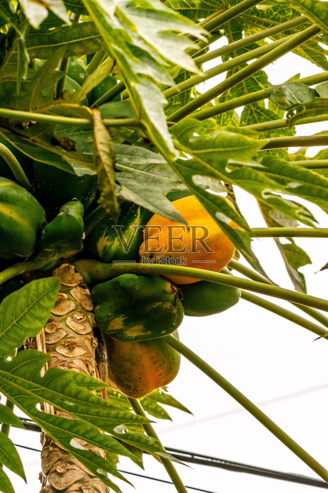 番木瓜属于加勒比科。照片摄影图片