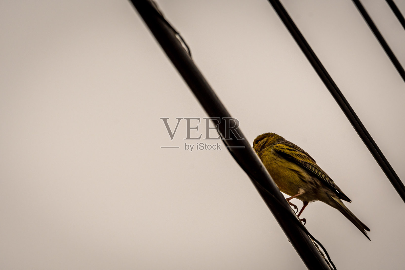 金丝雀丝绒属蛙科。照片摄影图片