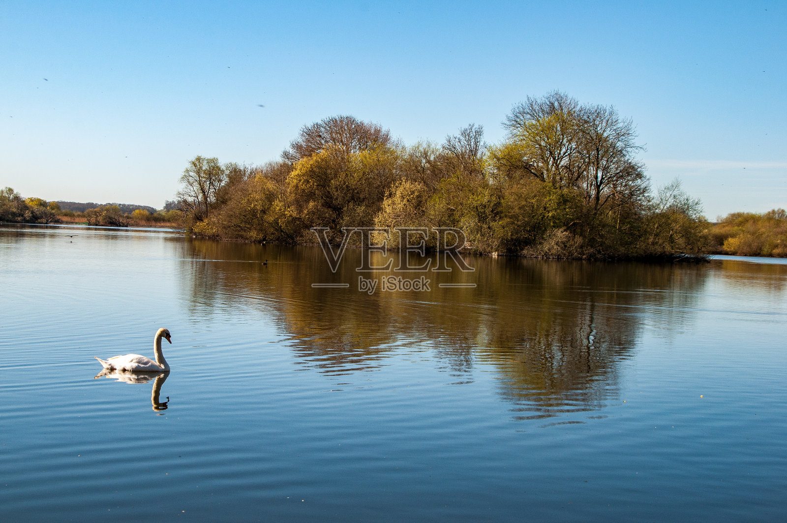 和平的天鹅照片摄影图片