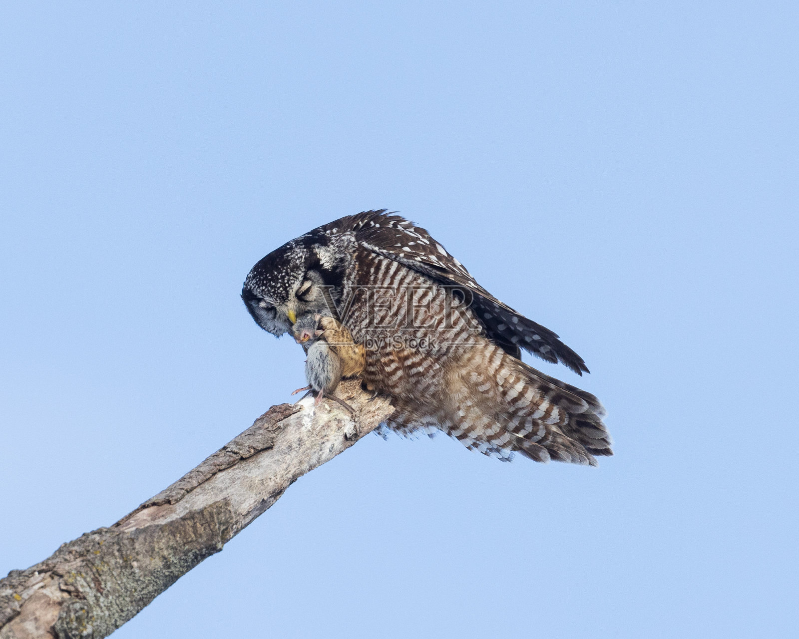 北鹰猫头鹰抓了一只田鼠照片摄影图片