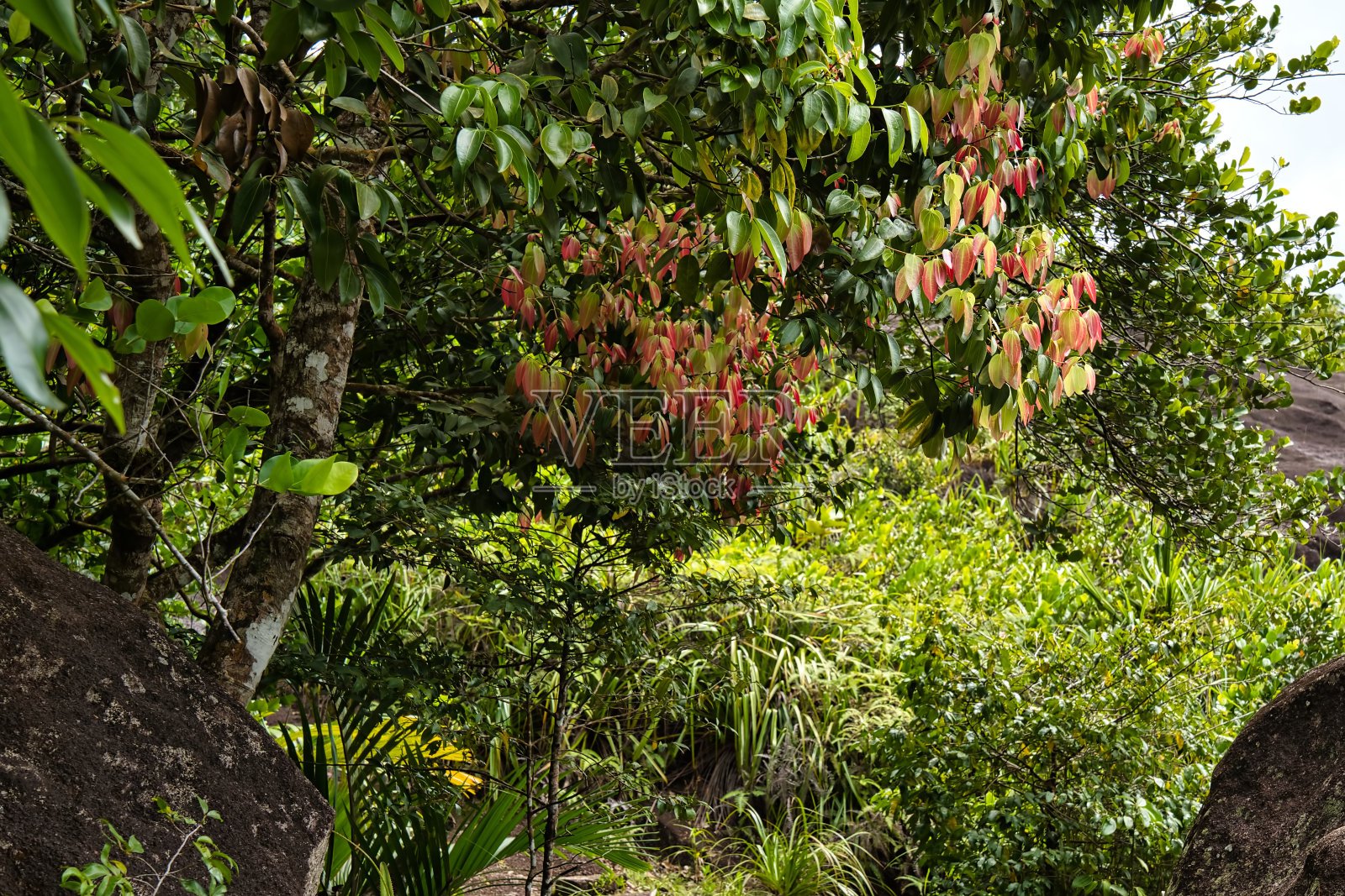 塞舌尔,马埃,大自然小径上肉桂树的红叶照片摄影图片