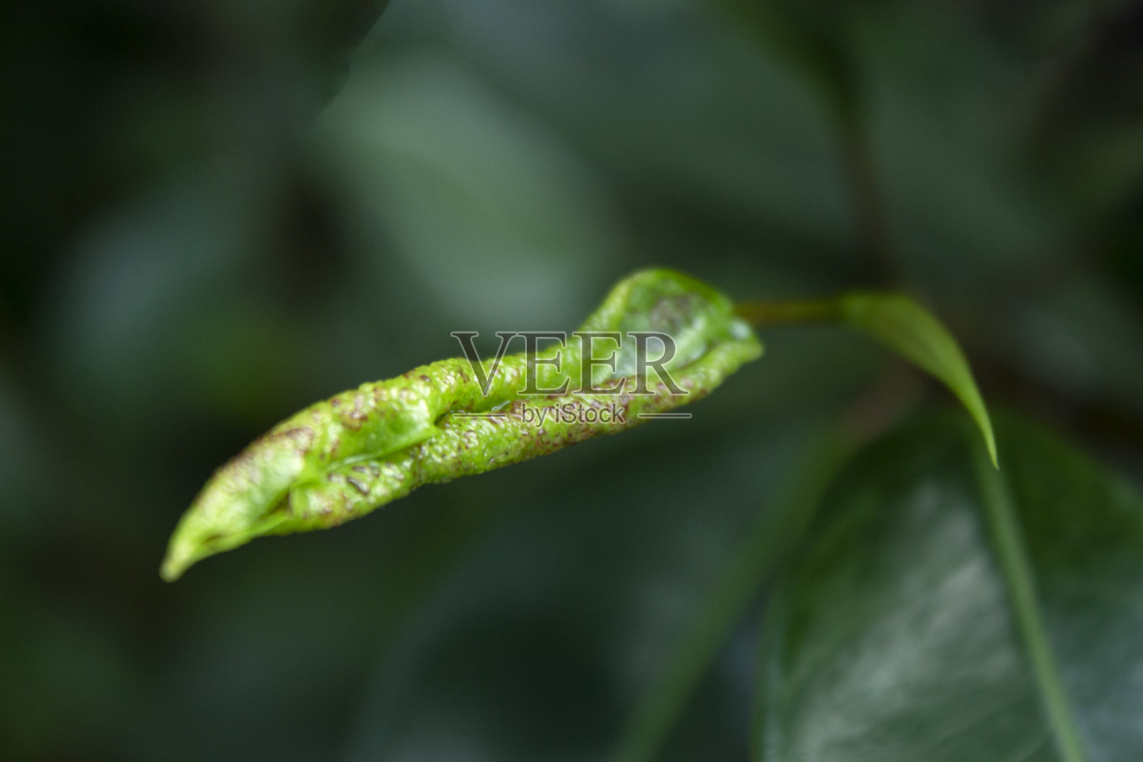 叶子上的害虫或真菌照片摄影图片