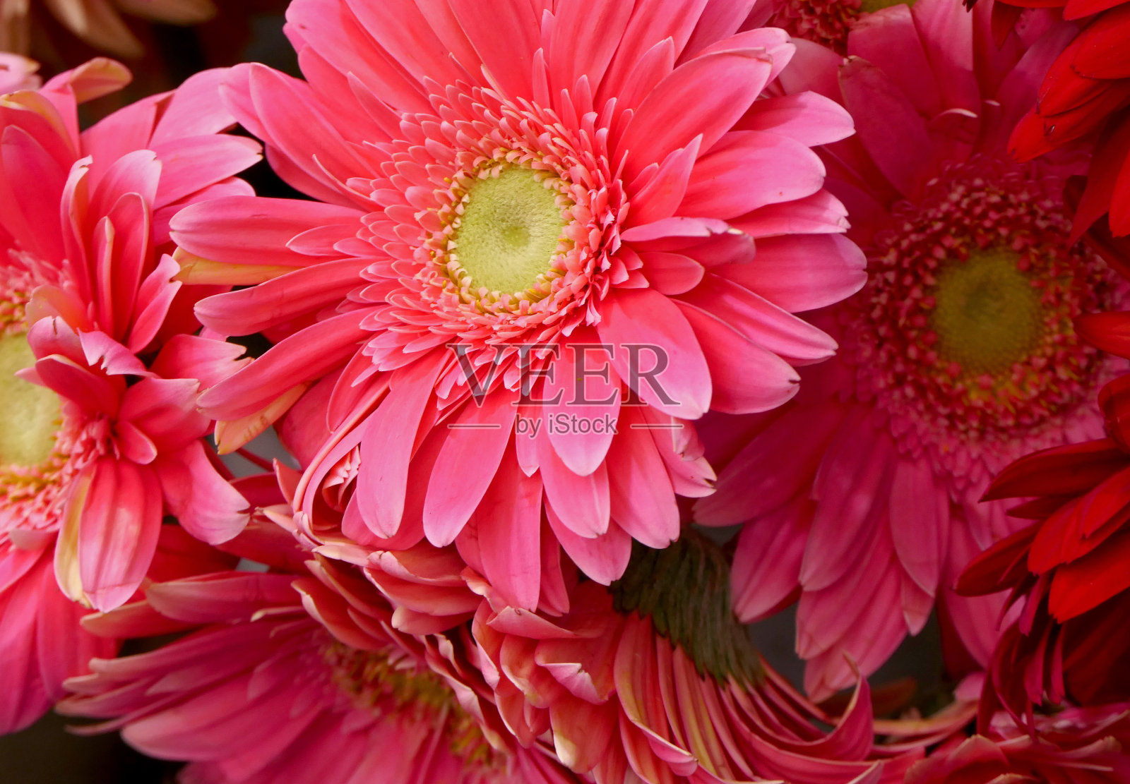 特写红色戈柏花照片摄影图片