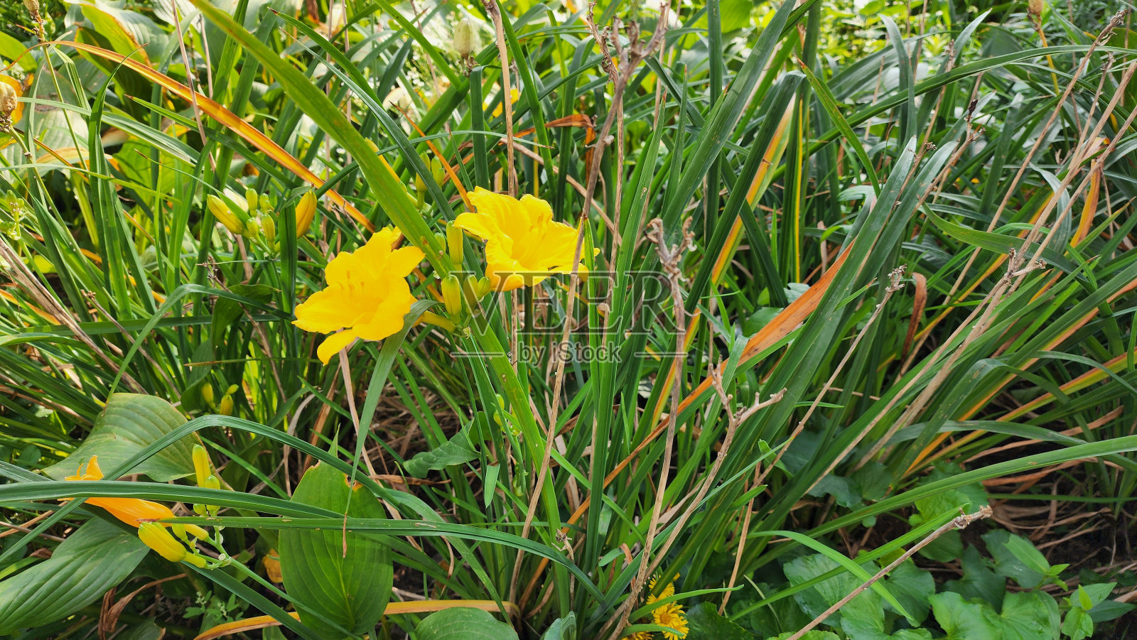 黄花在田野里盛开照片摄影图片