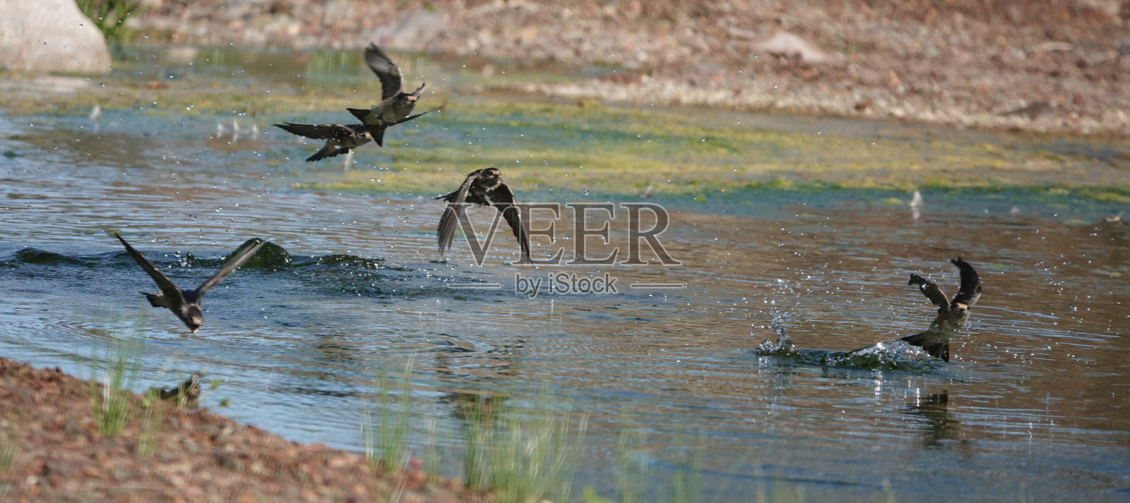 树马丁斯照片摄影图片