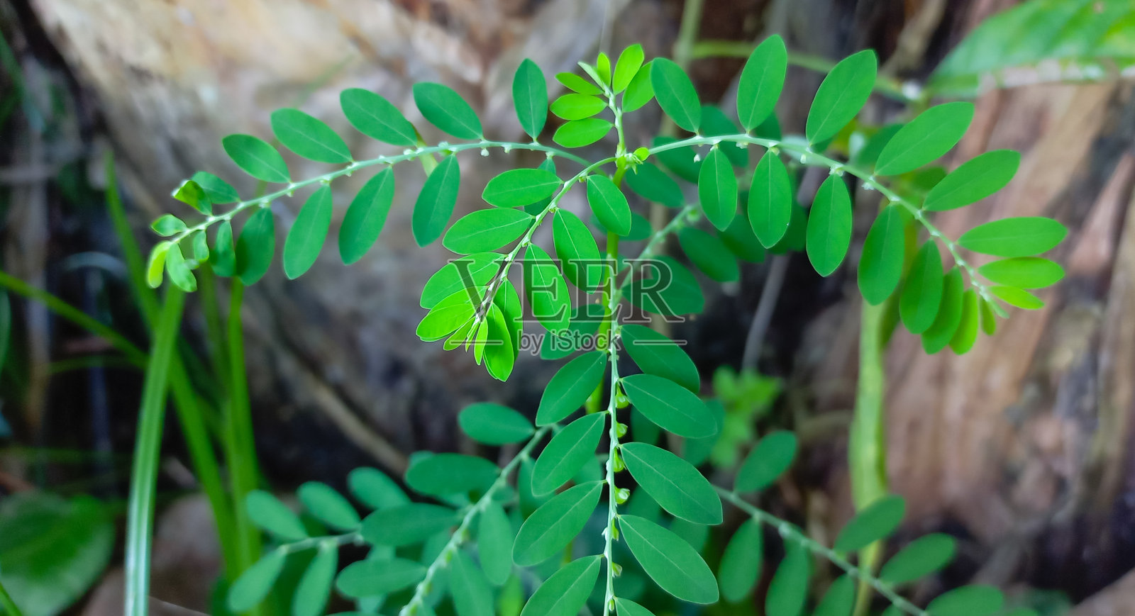 查看草本植物,花园中孤立的下叶下叶照片摄影图片