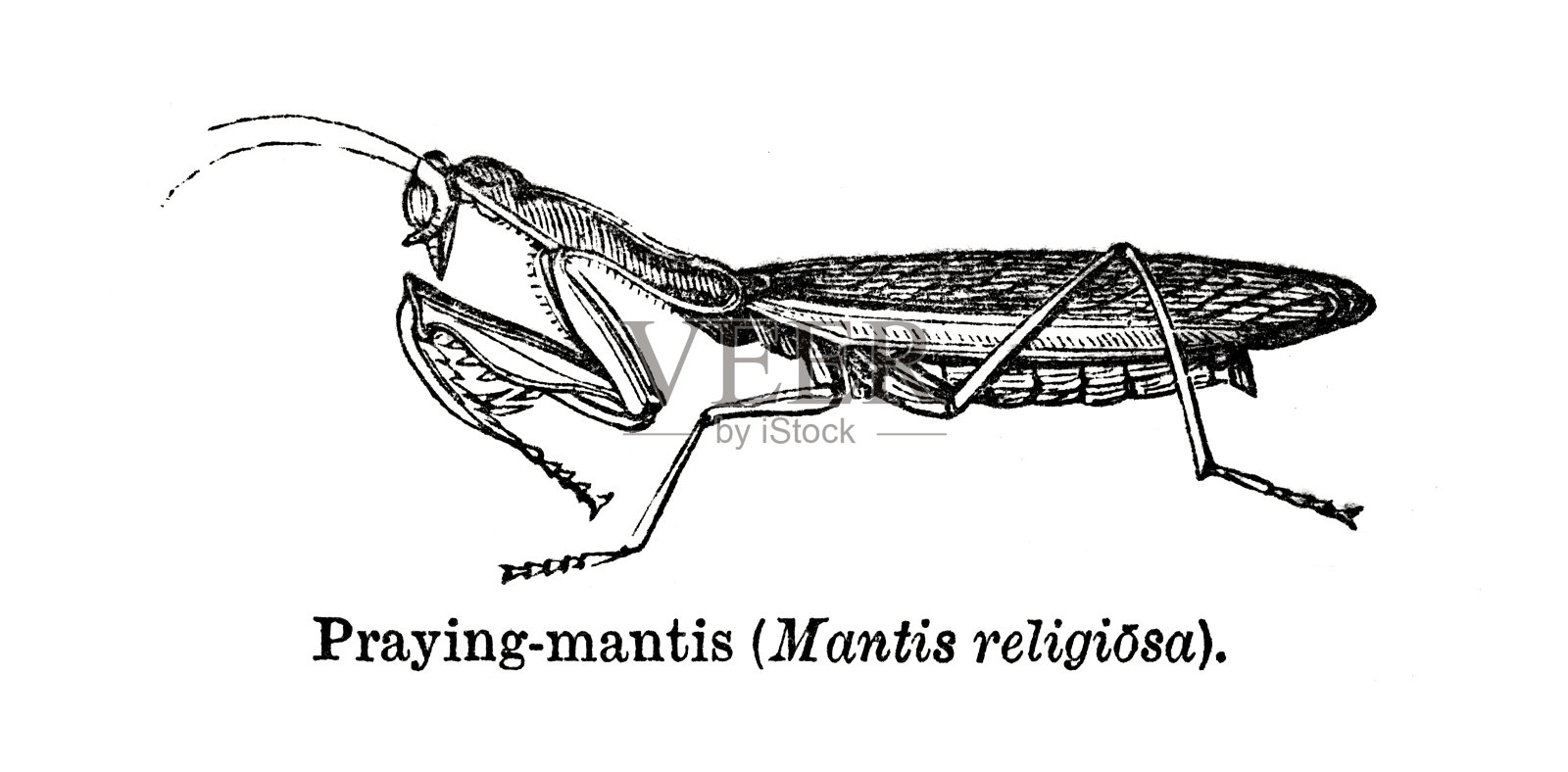 螳螂插画图片素材