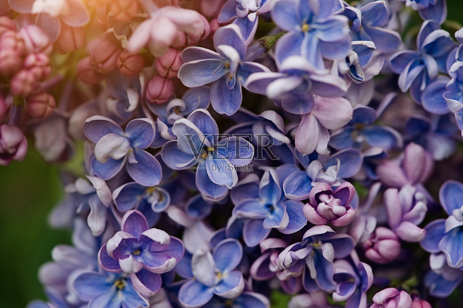 丁香树枝绽放的背景照片摄影图片