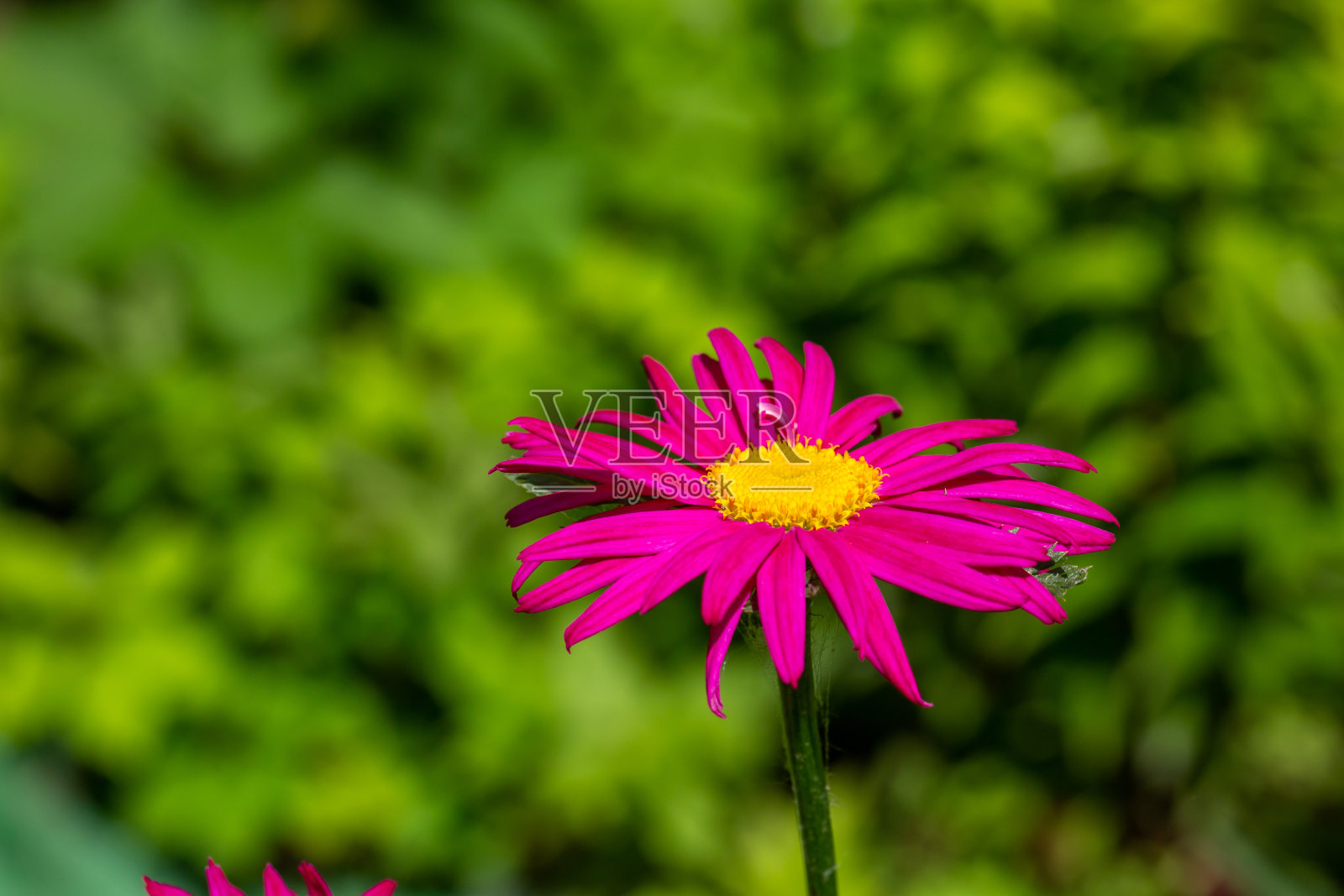 盛开的粉红色雏菊花在绿色背景微距摄影照片摄影图片