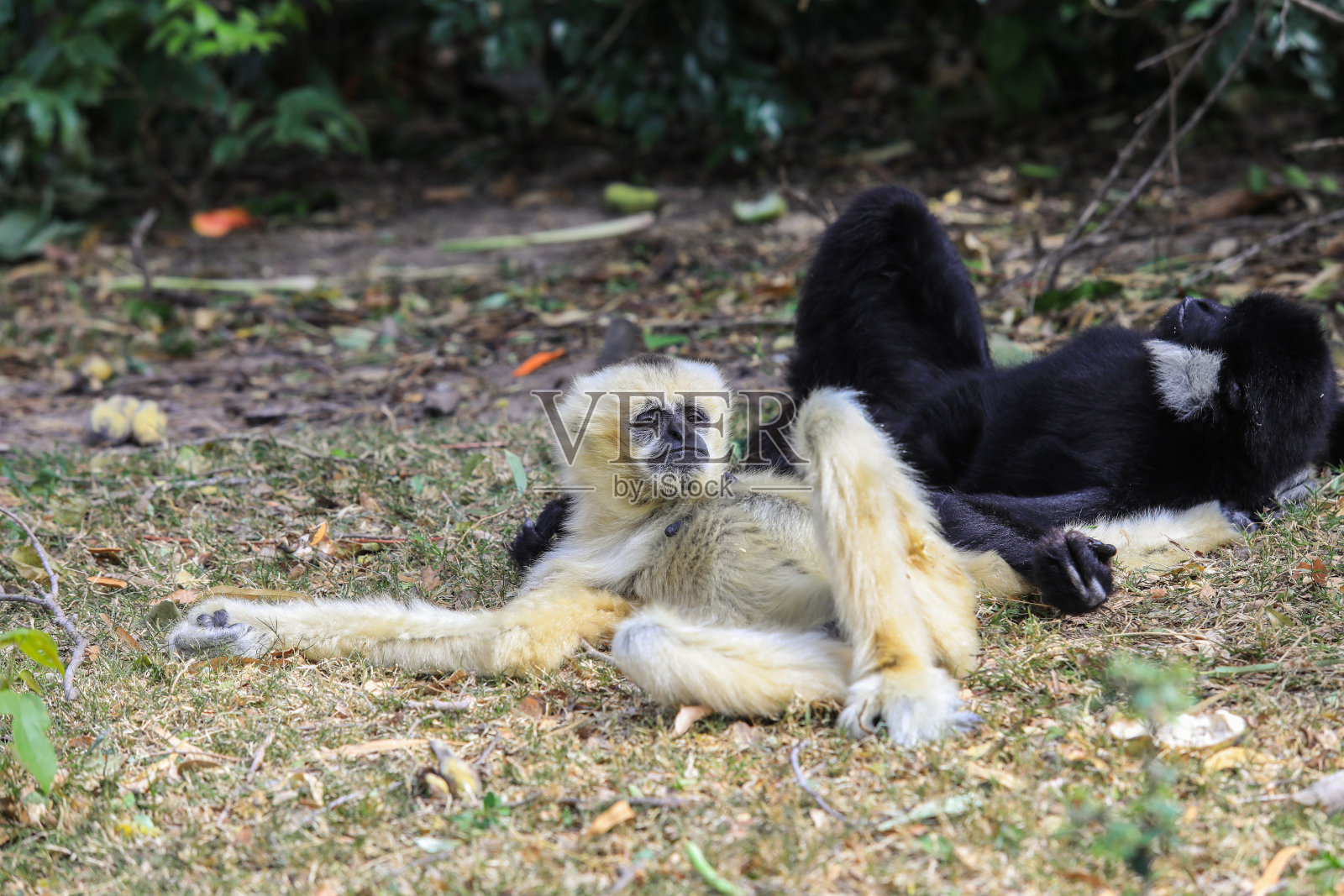 疲惫的一对黑白长臂猿在热带雨林的地上休息照片摄影图片