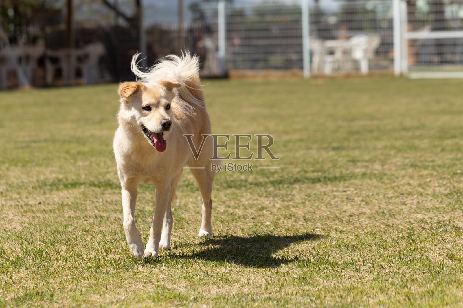 狗公园里的宠物狗照片摄影图片