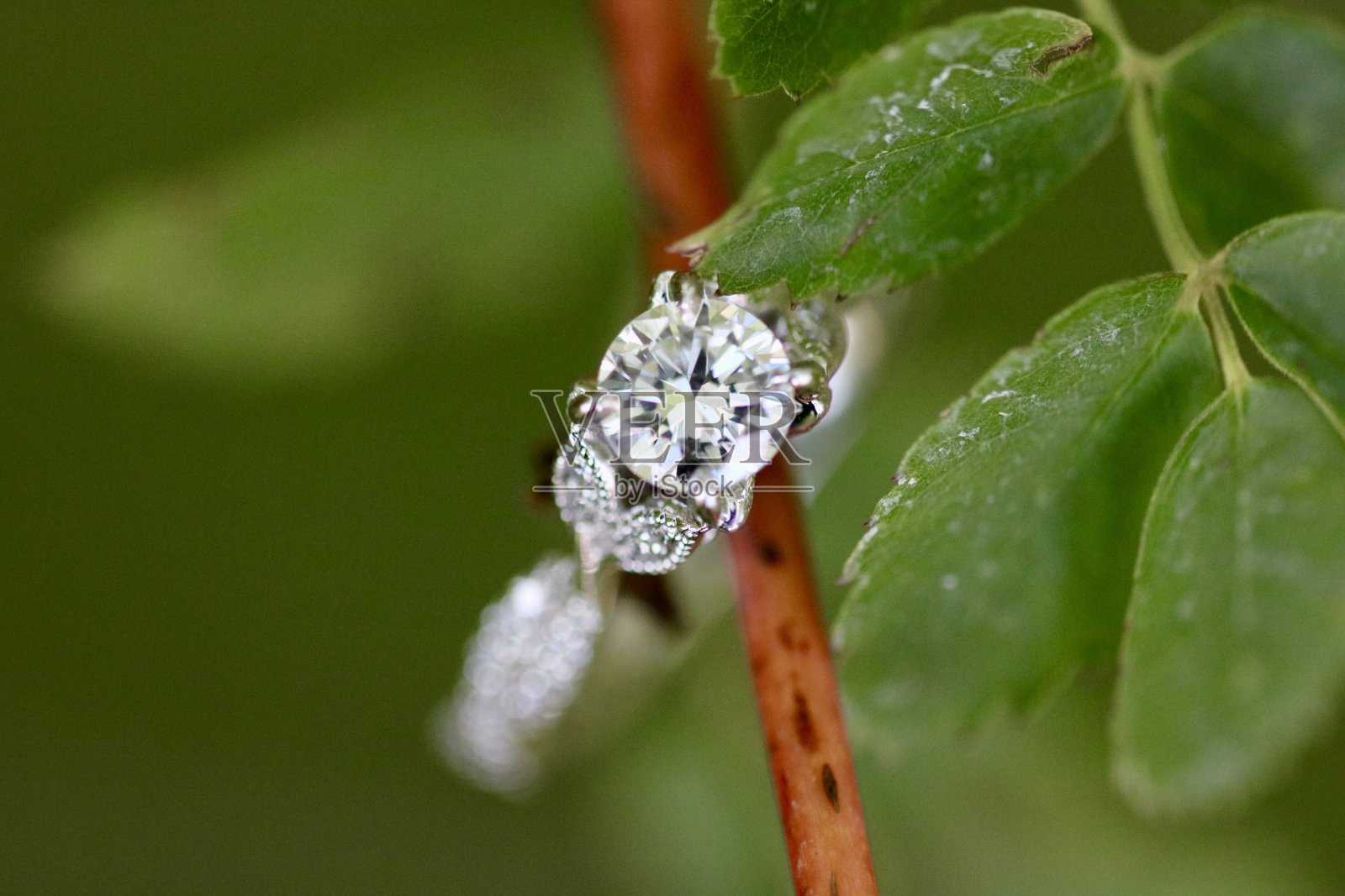 订婚戒指照片摄影图片