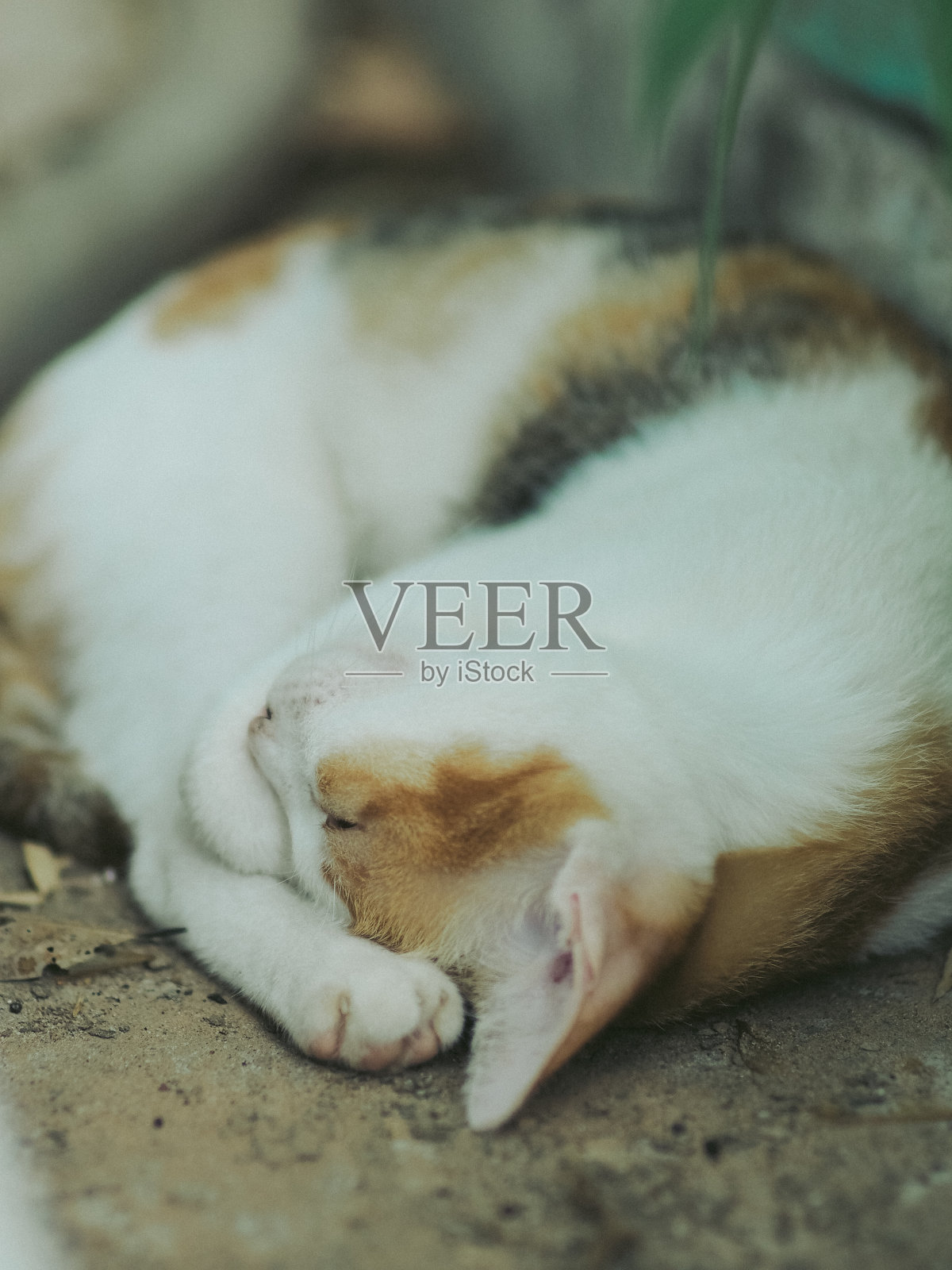 懒惰可爱的猫照片摄影图片