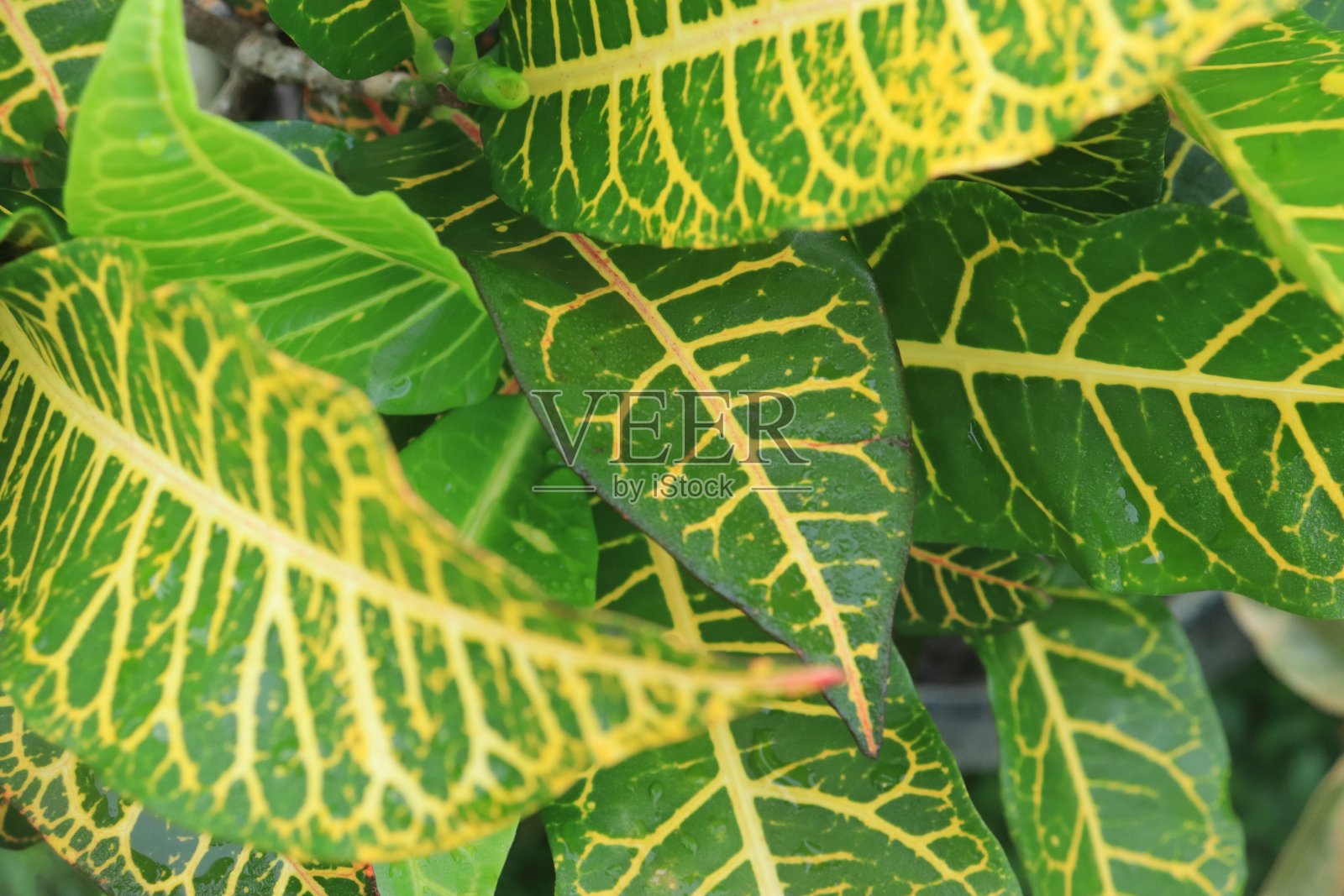 彩色的巴豆叶背景。背景和壁纸照片摄影图片