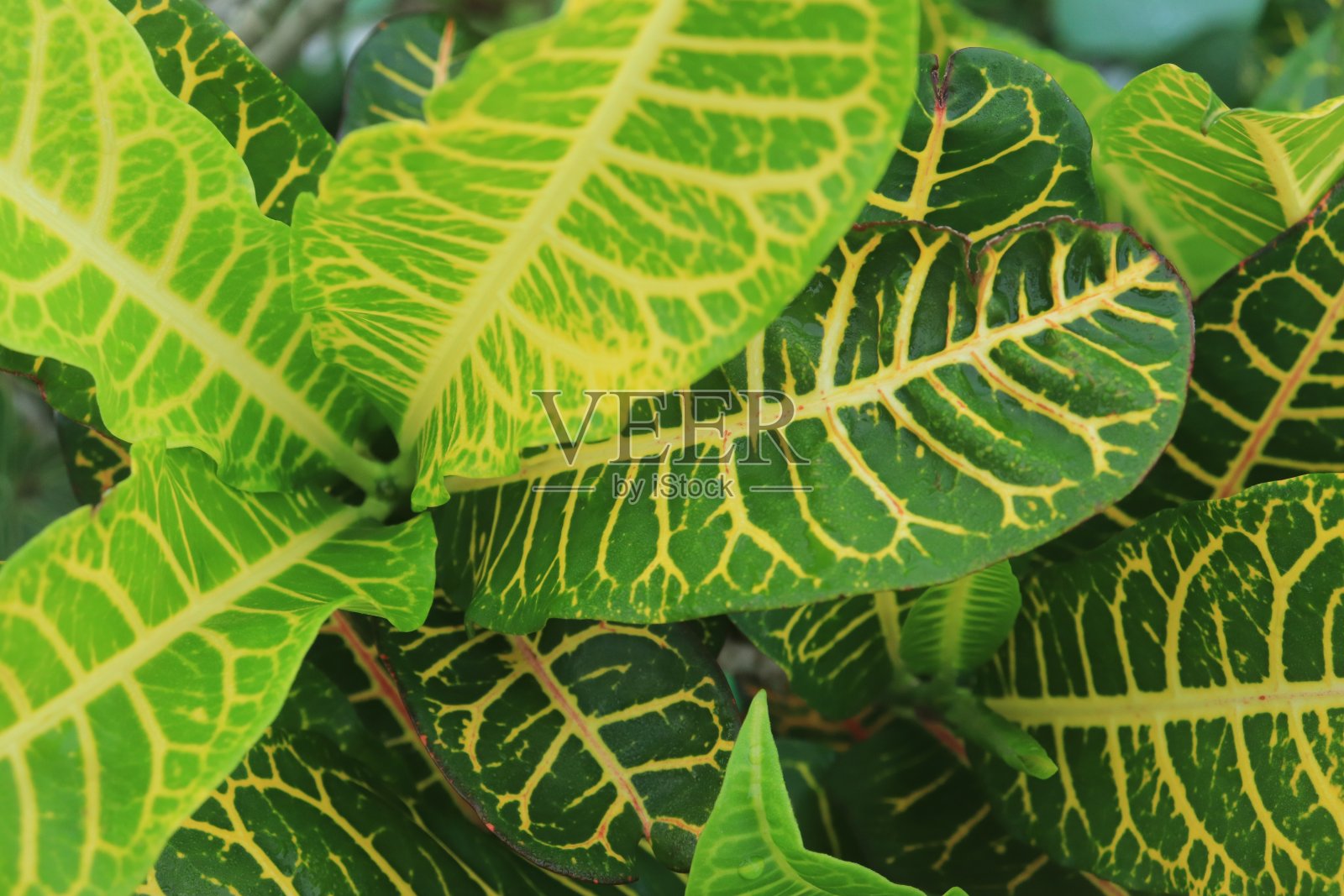 彩色的巴豆叶背景。背景和壁纸照片摄影图片