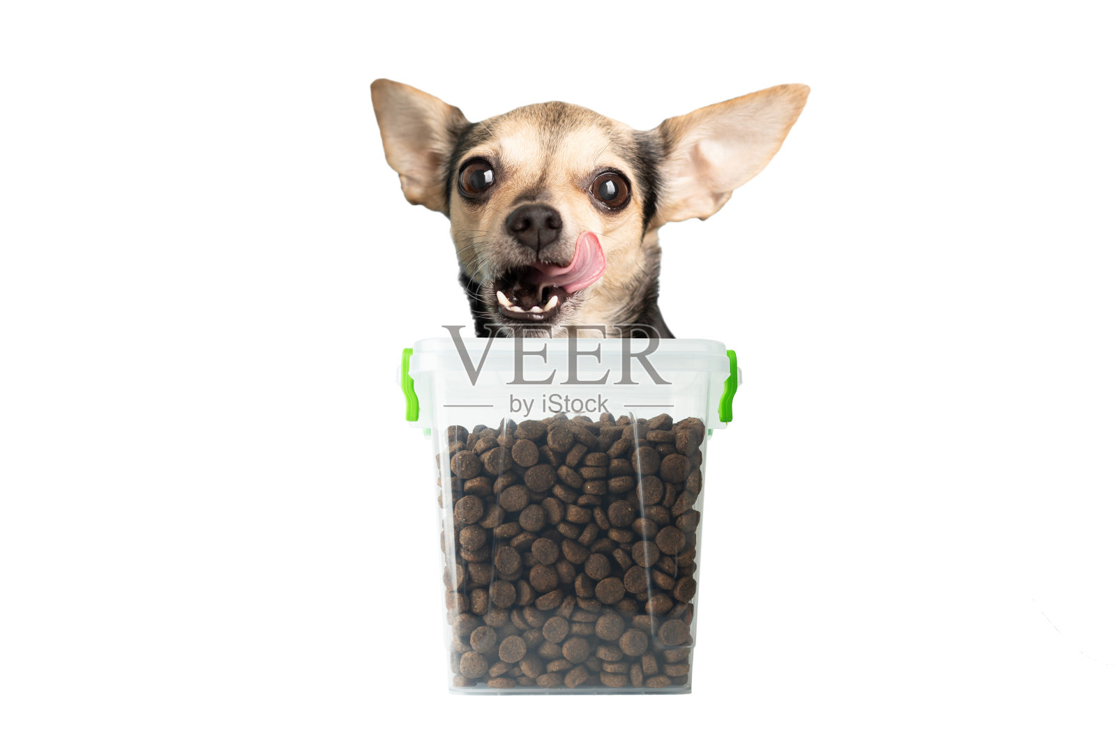 宠物食品,饥饿的狗舔着容器里的干狗粮,孤立在白色背景上照片摄影图片