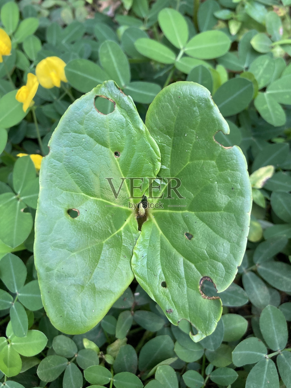 一种叶子形状像蝴蝶翅膀的树照片摄影图片