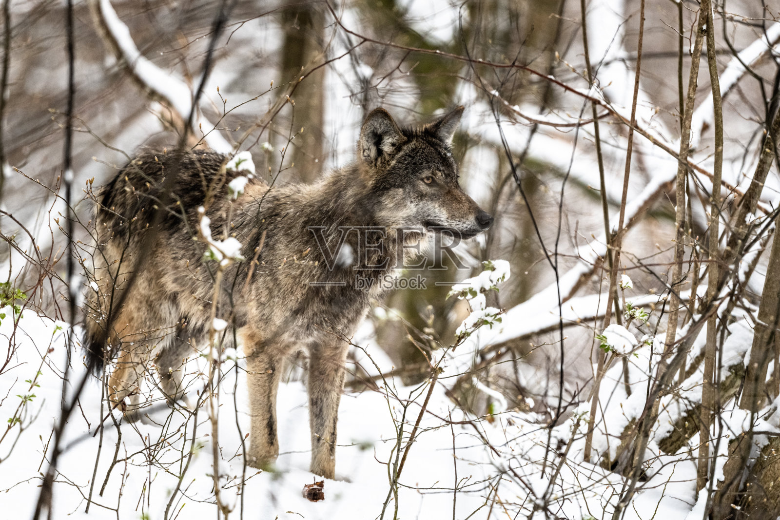 灰狼,狼疮犬。在白雪皑皑的森林里。照片摄影图片