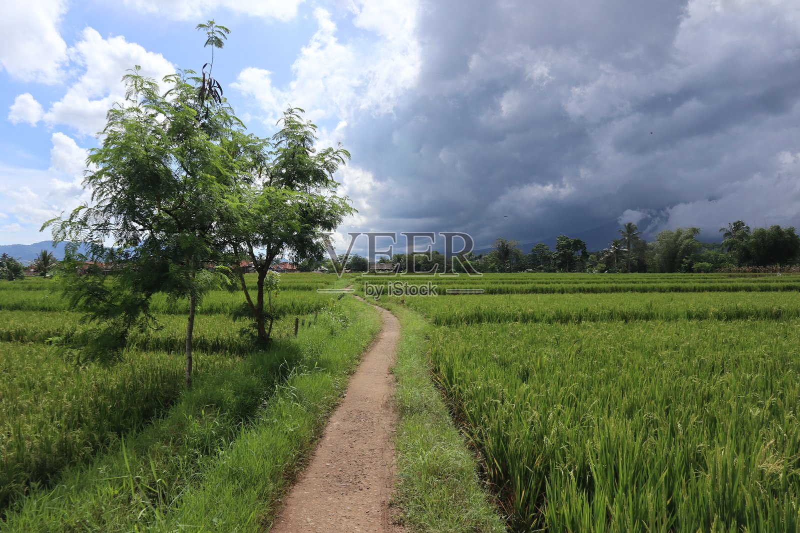 稻田间的乡间小路照片摄影图片