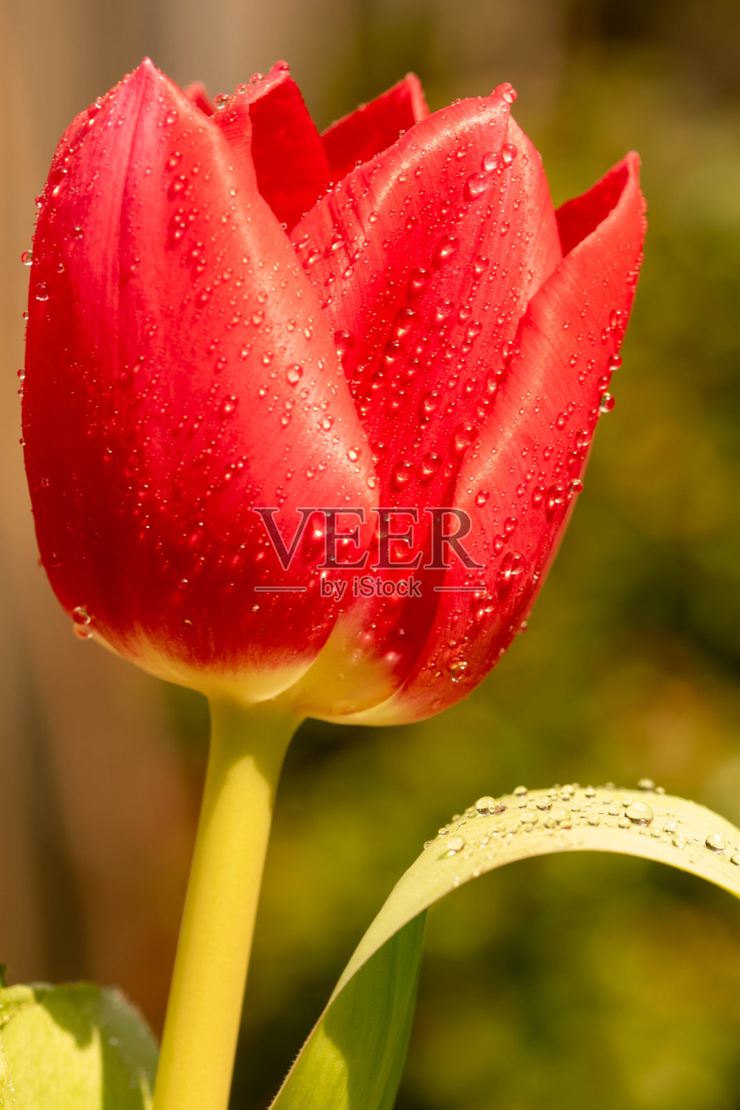 微距照片的花的红色郁金香在阳光下与水滴在它照片摄影图片