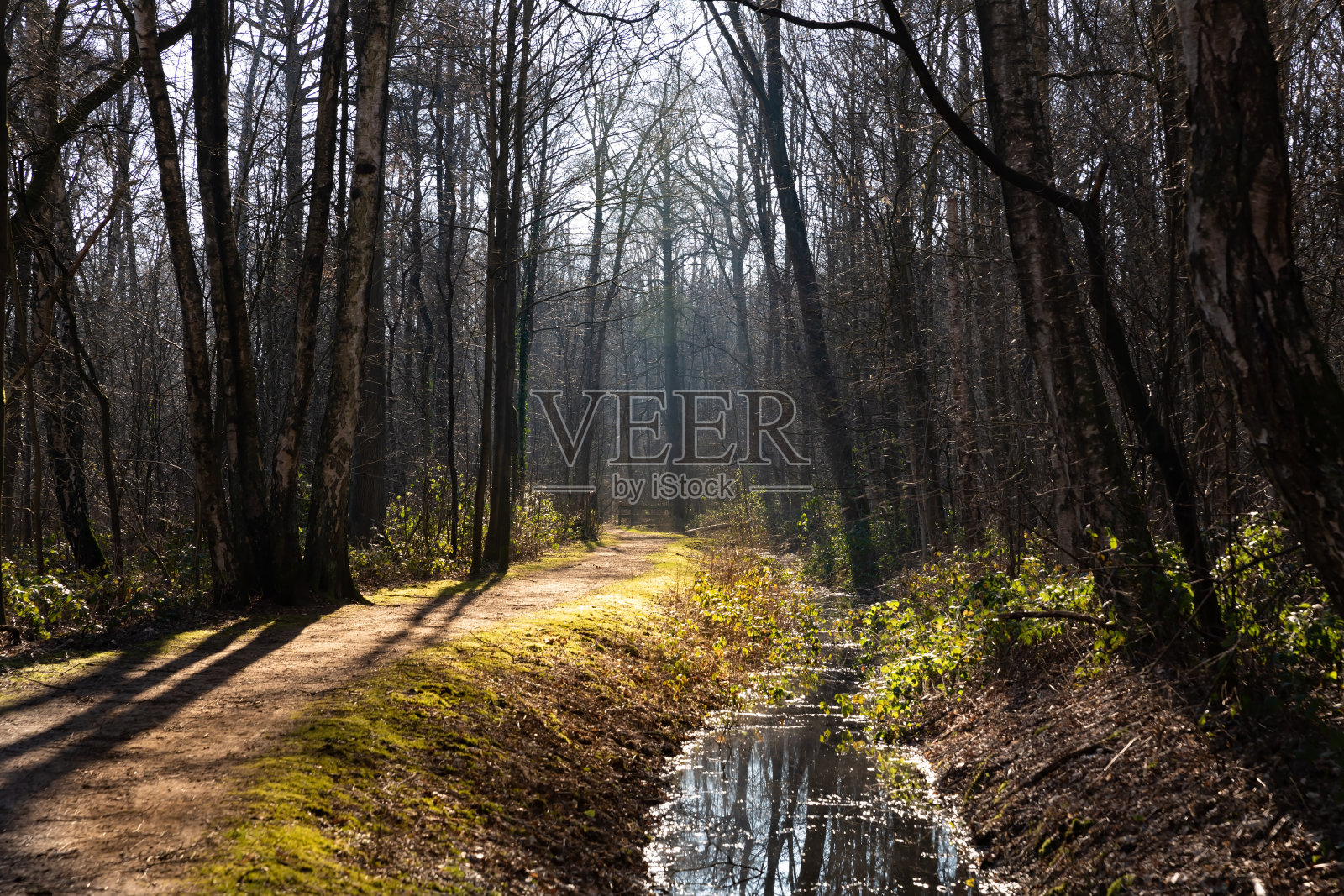 森林照片摄影图片