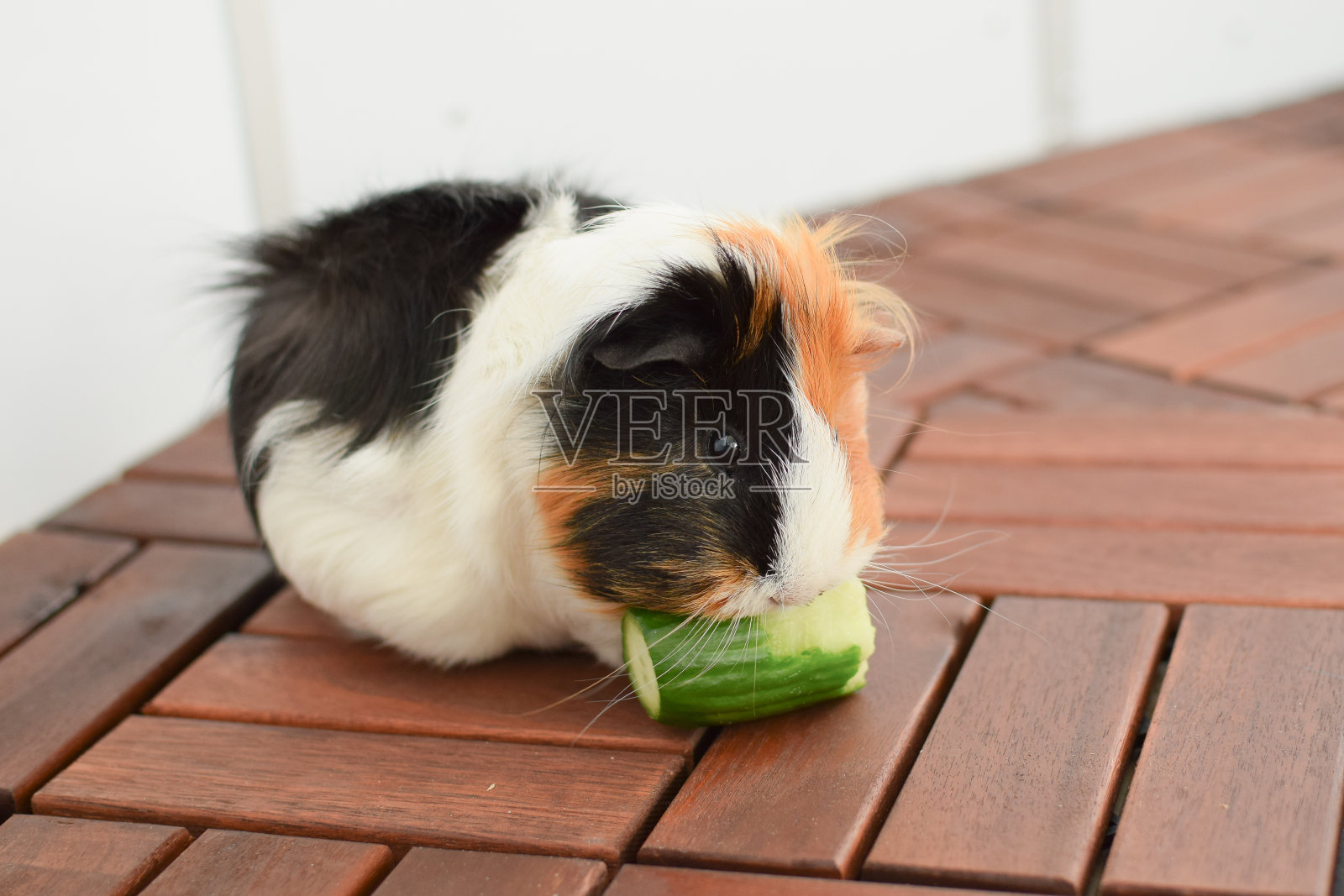 豚鼠玫瑰丛,特写照片摄影图片