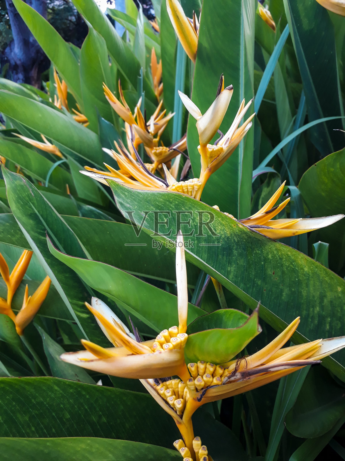 向日葵。照片摄影图片