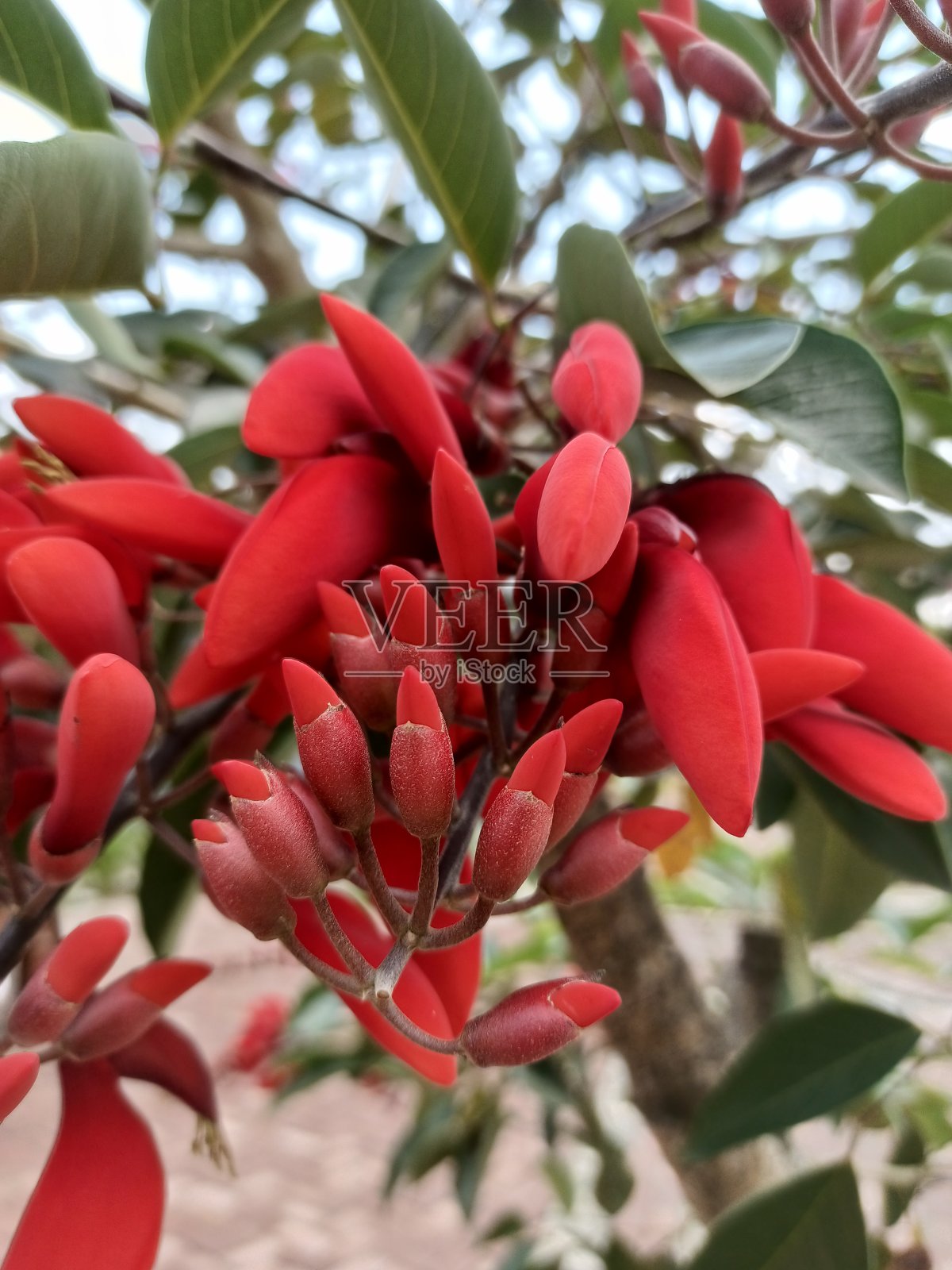 花园里有美丽的红花照片摄影图片