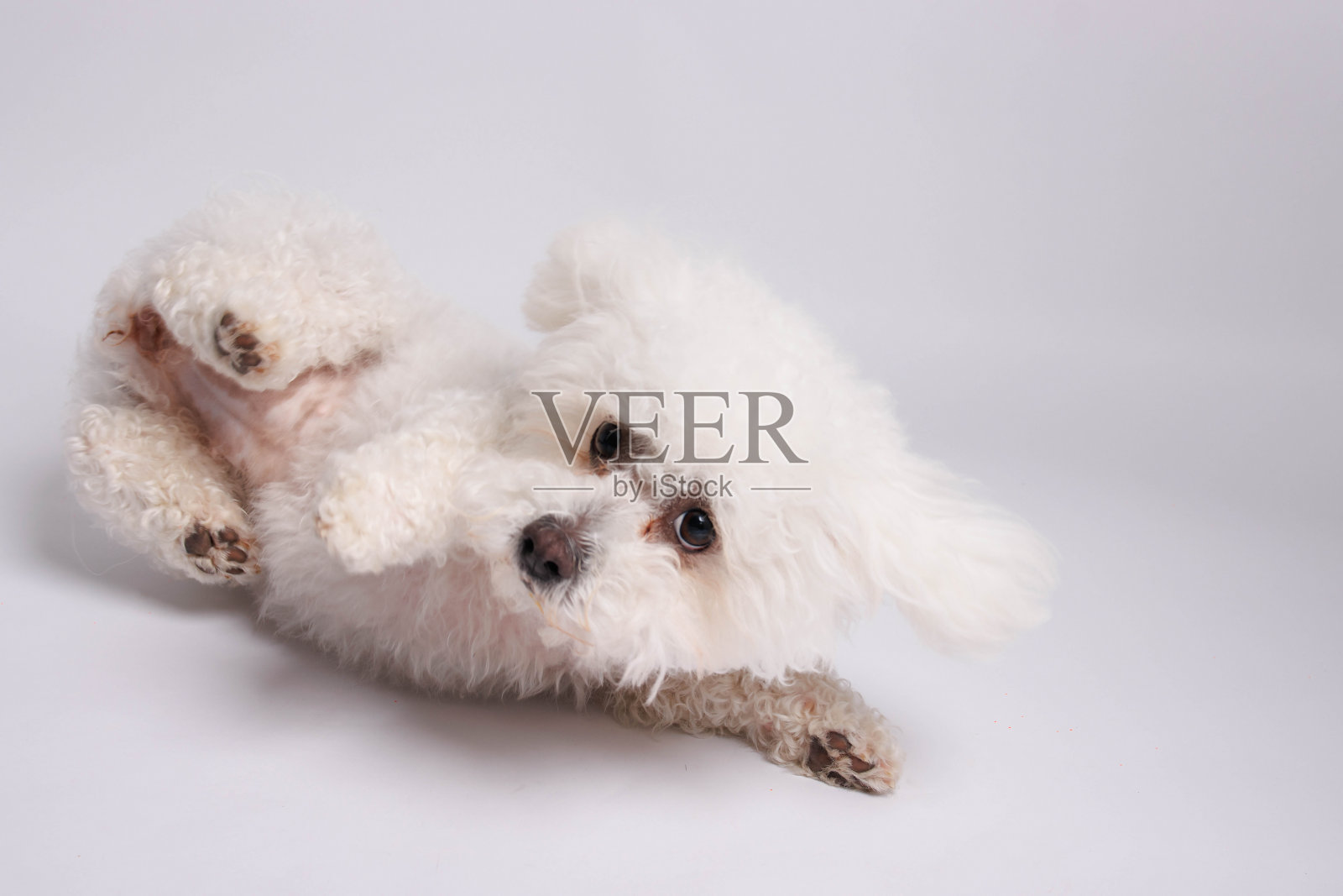 白底比熊犬,摄影棚拍摄。照片摄影图片
