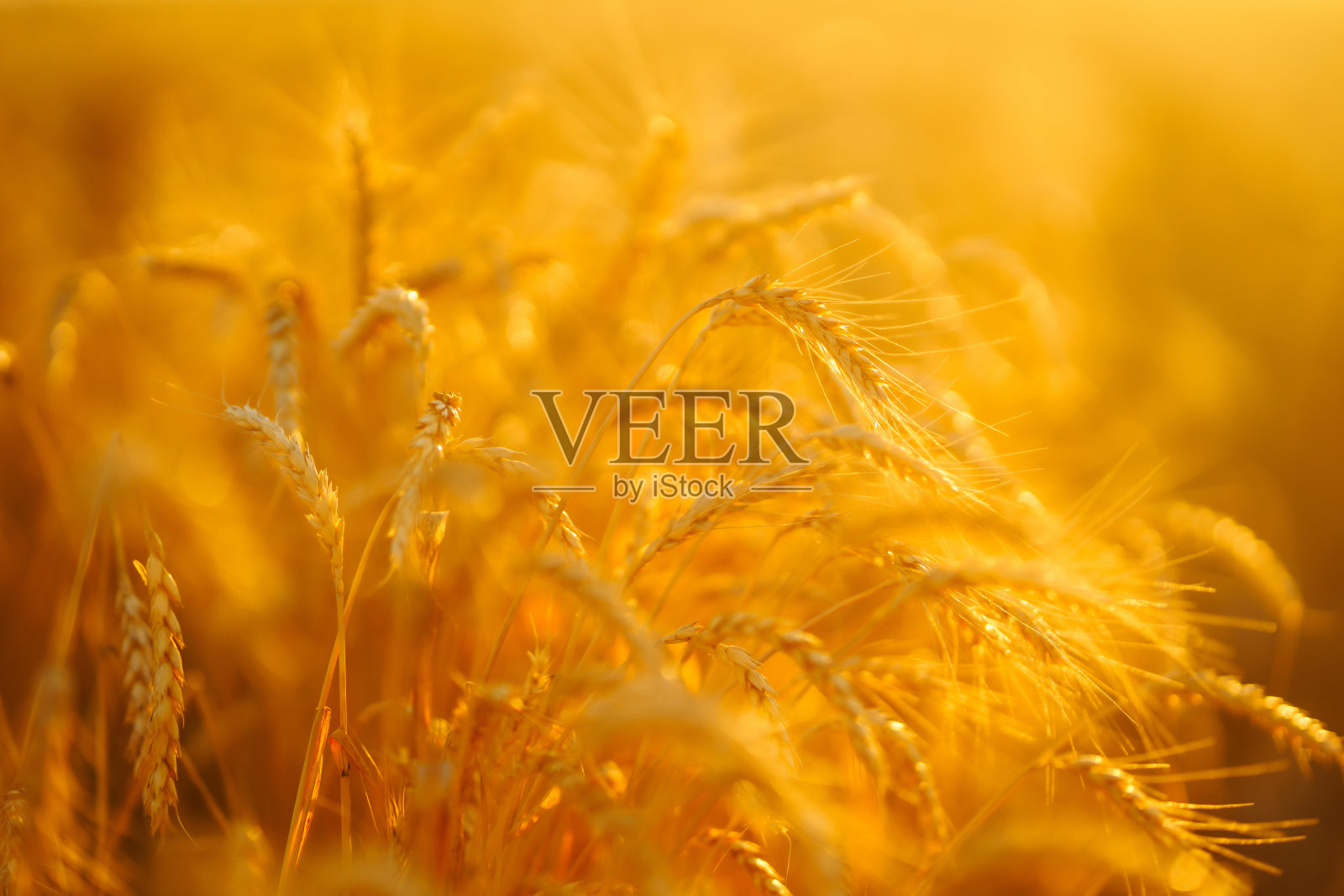 夕阳下麦田里的金色小穗。照片摄影图片