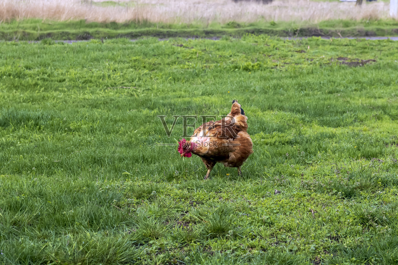 鸡在草地上自由地吃草照片摄影图片