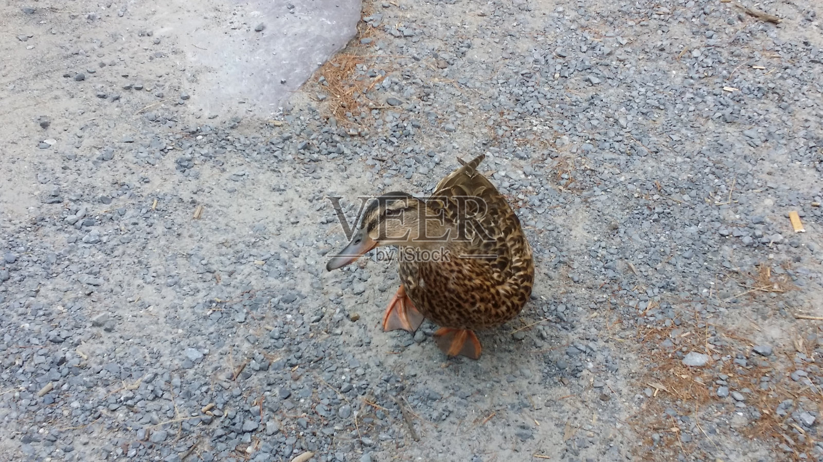 鸭子向你抛媚眼照片摄影图片