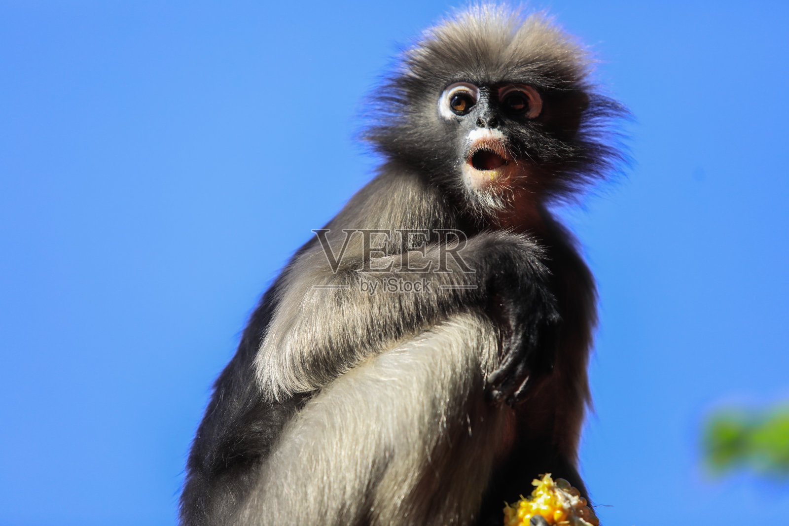 特写肖像的暗叶猴与惊人的眼睛和风动摇毛皮照片摄影图片