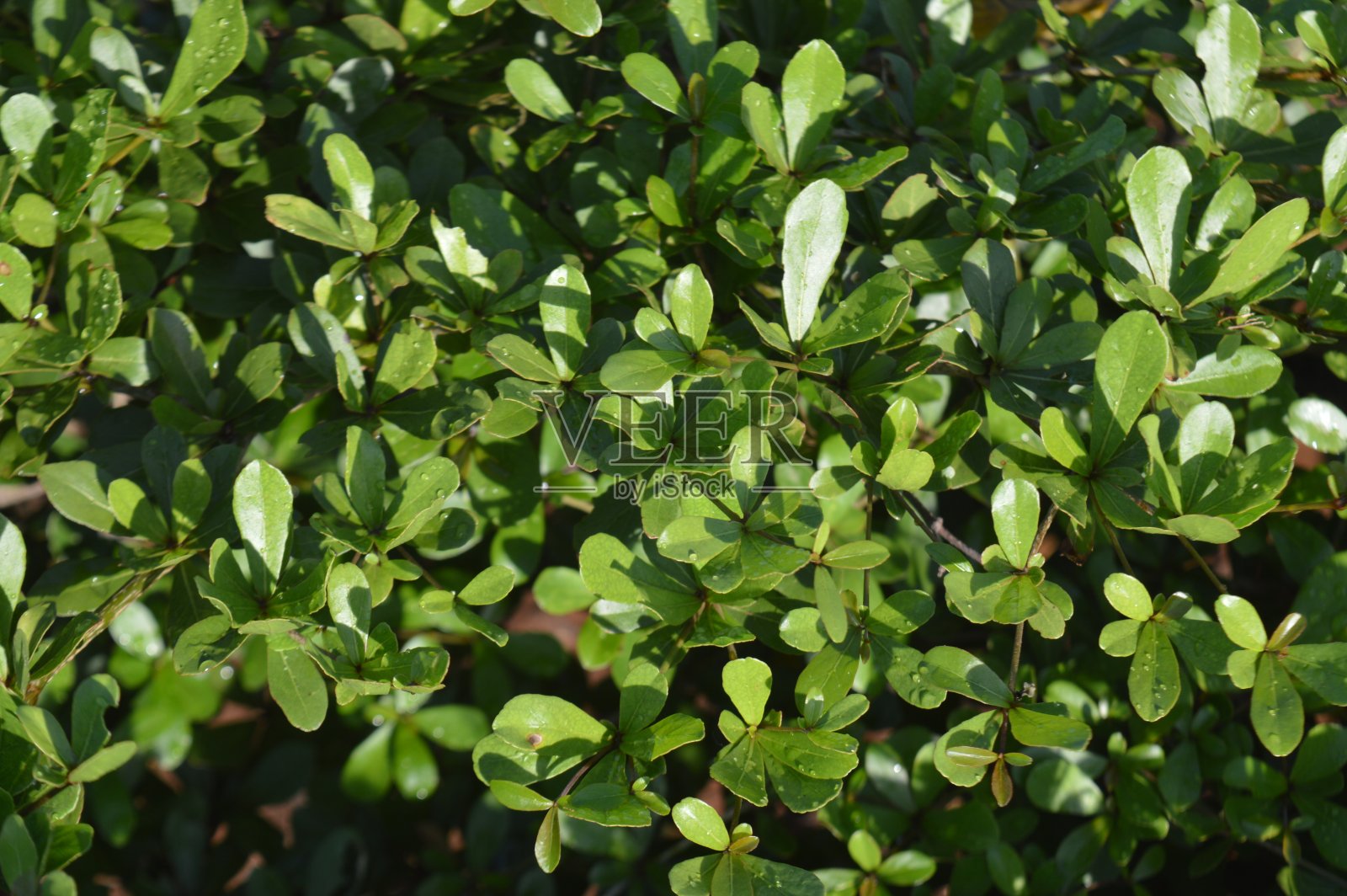 杏树室内植物是印度杏树科开花植物的一个属。照片摄影图片