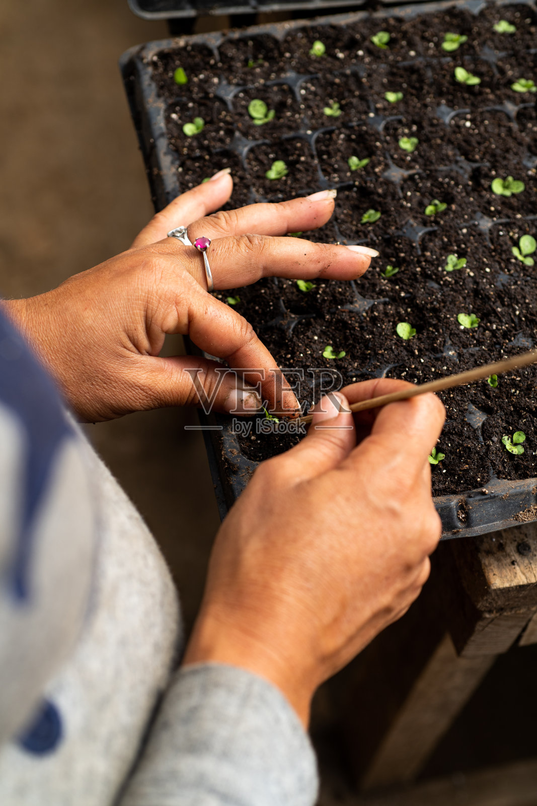 烟草苗圃中的女种植者。照片摄影图片