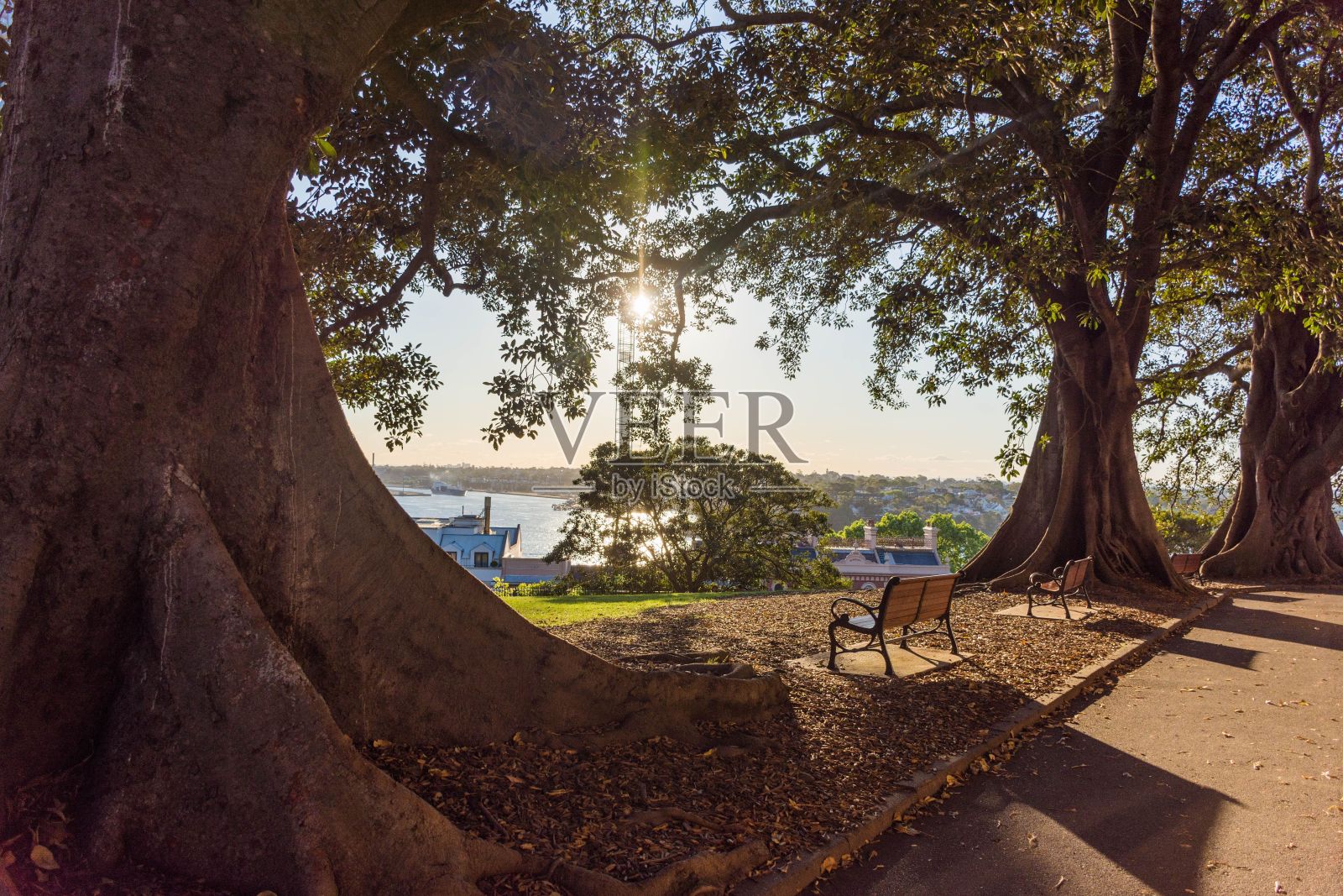 公园里有一条木凳,周围是郁郁葱葱的绿树照片摄影图片