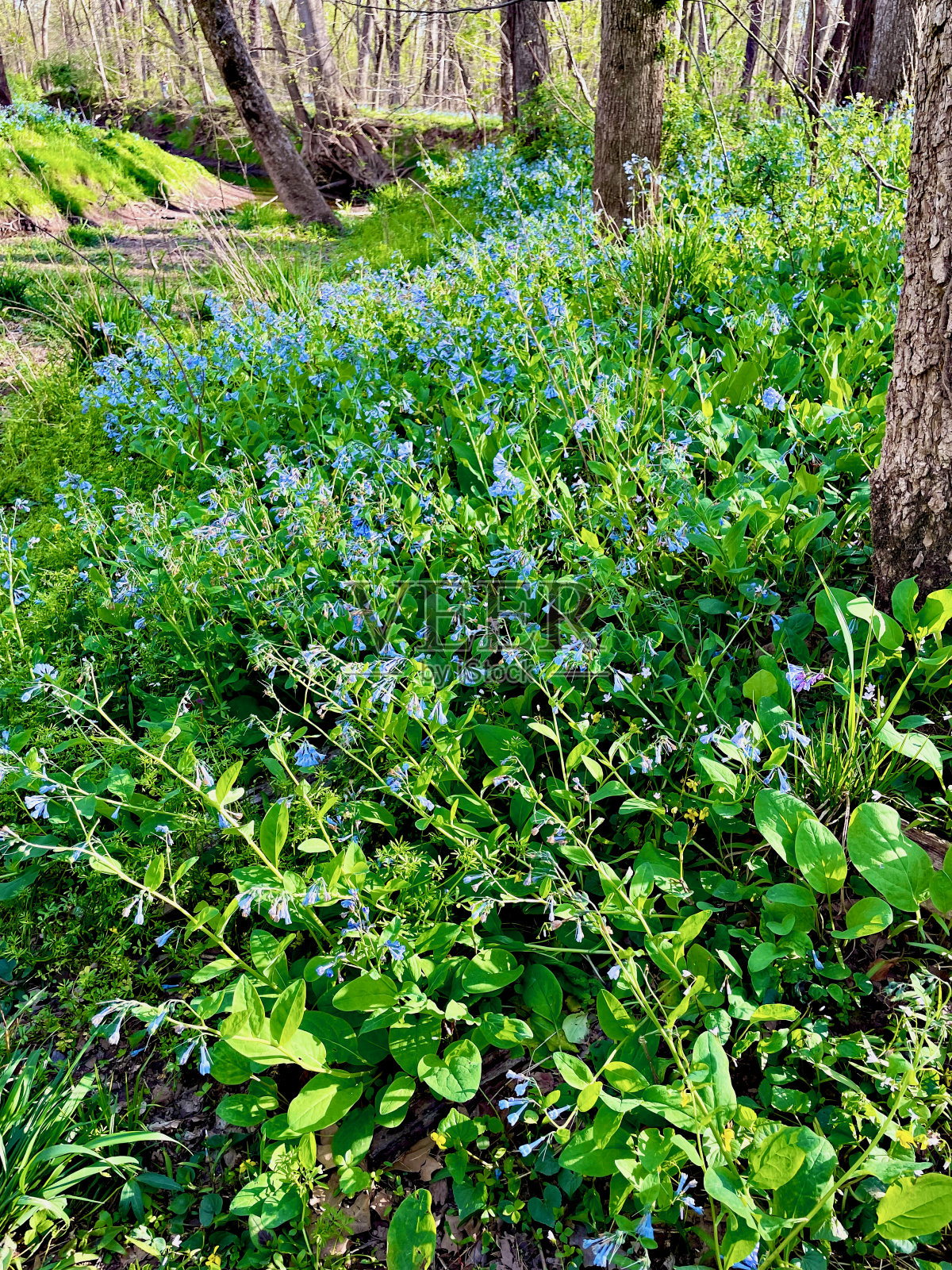 开花的弗吉尼亚风信子照片摄影图片