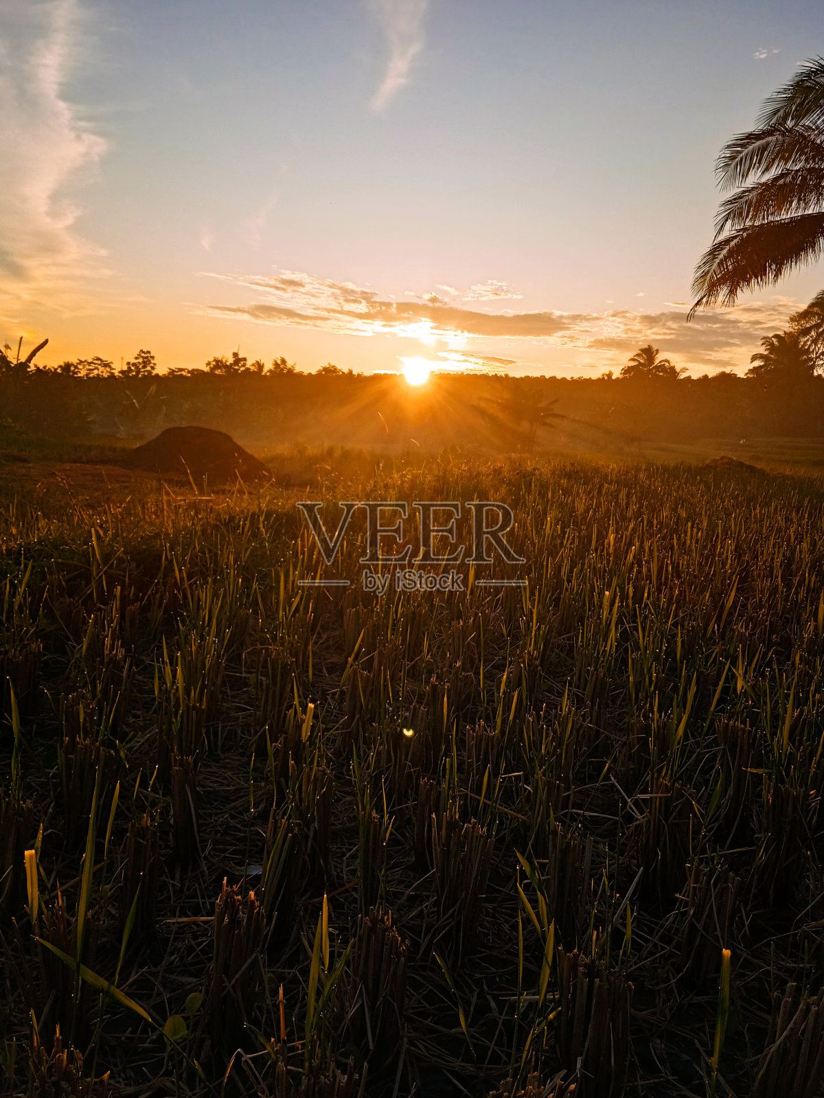 印度尼西亚稻田上的日出照片摄影图片