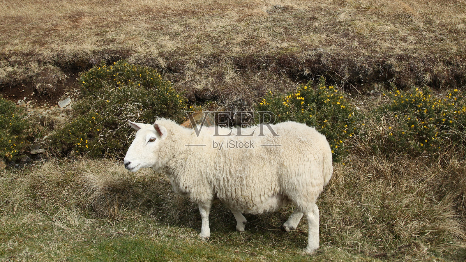 金雀丛和母羊。照片摄影图片